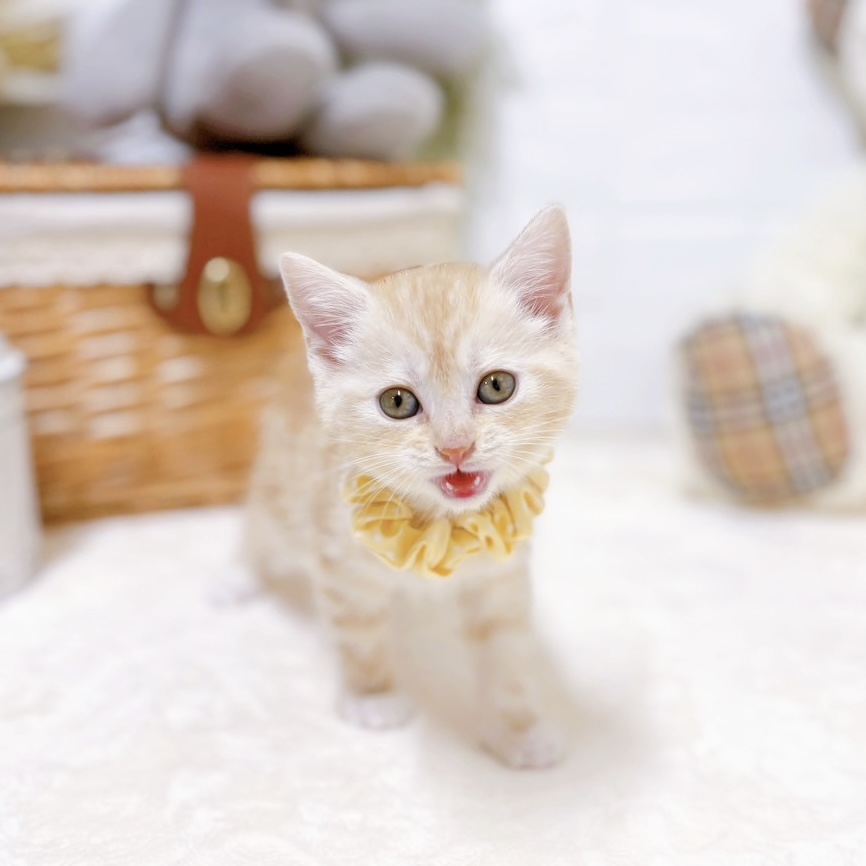 滋賀県のアメリカンショートヘアー (犬の家＆猫の里近江八幡店/2026年2月18日生まれ/女の子/クリームタビーホワイト)の子猫の4枚目の画像