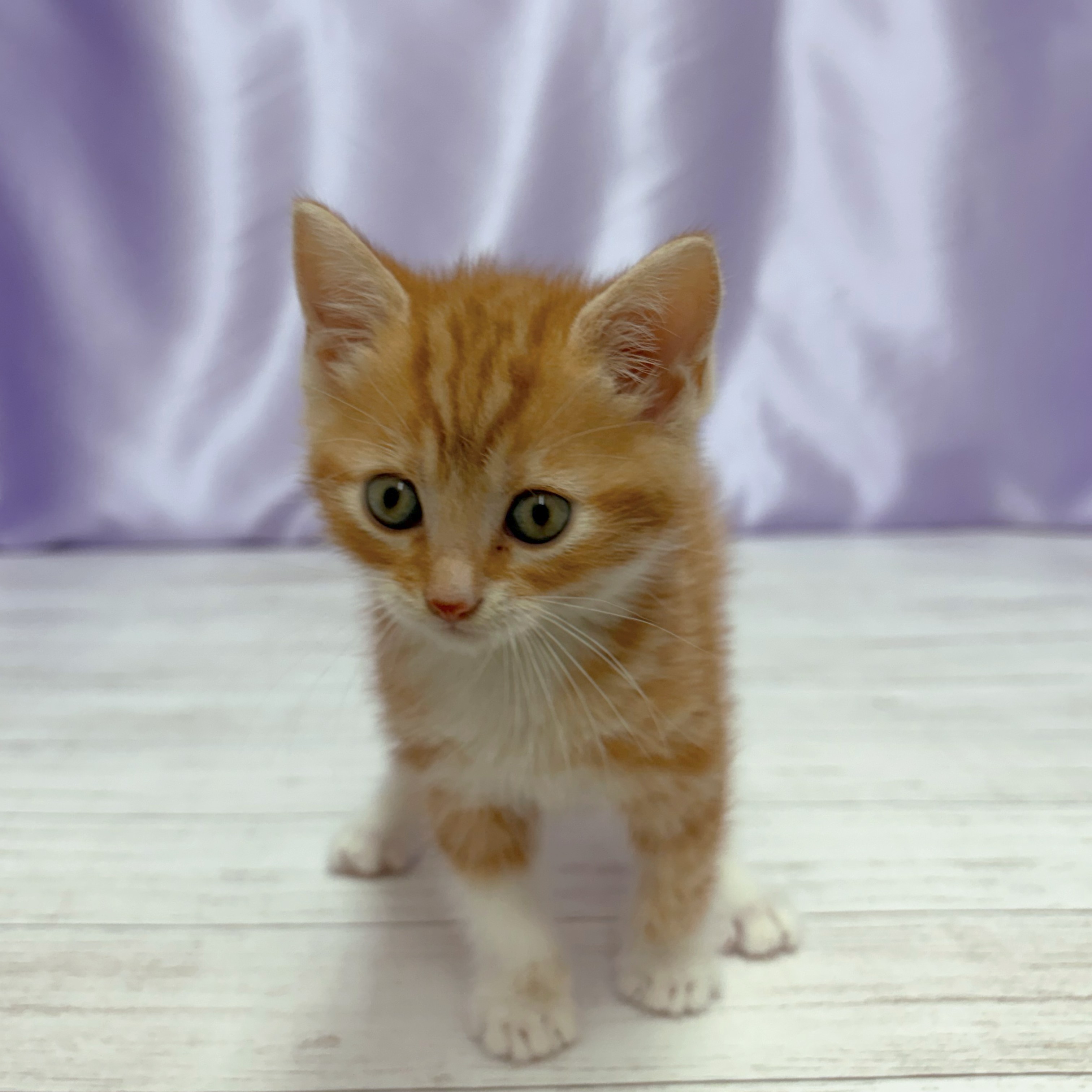 兵庫県のアメリカンショートヘアー (犬の家＆猫の里尼崎店/2026年2月18日生まれ/男の子/レッドタビーホワイト)の子猫の4枚目の画像