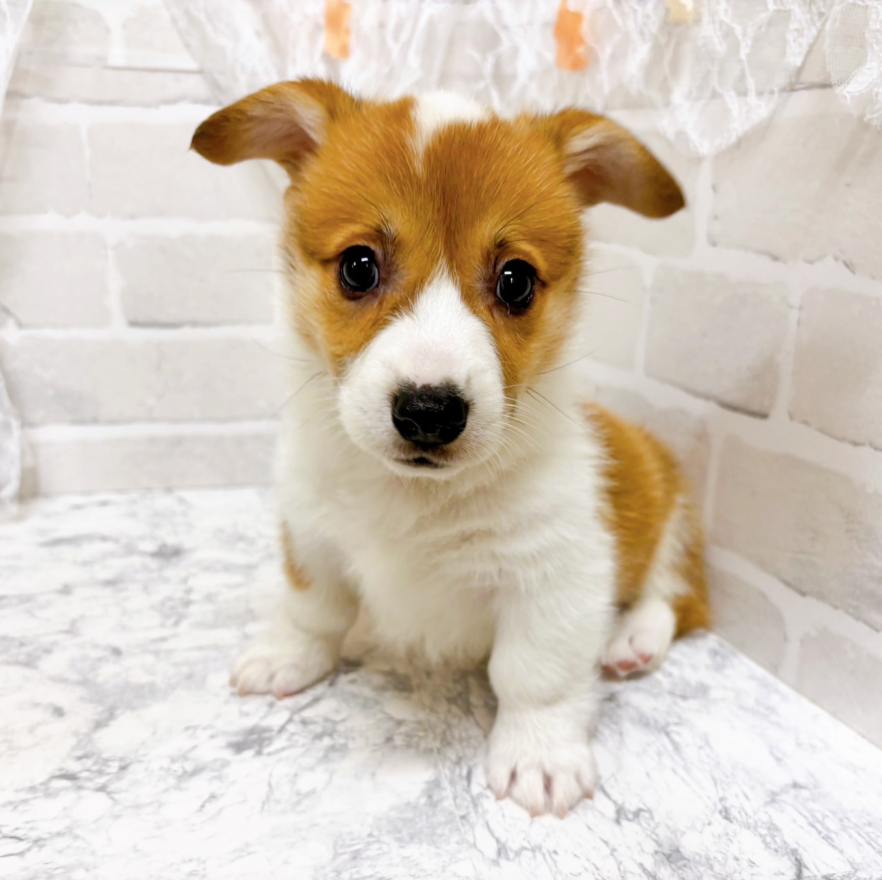 京都府のウェルシュコーギーペンブローク (犬の家＆猫の里京都精華店/2026年2月19日生まれ/男の子/セーブルホワイト)の子犬の4枚目の画像