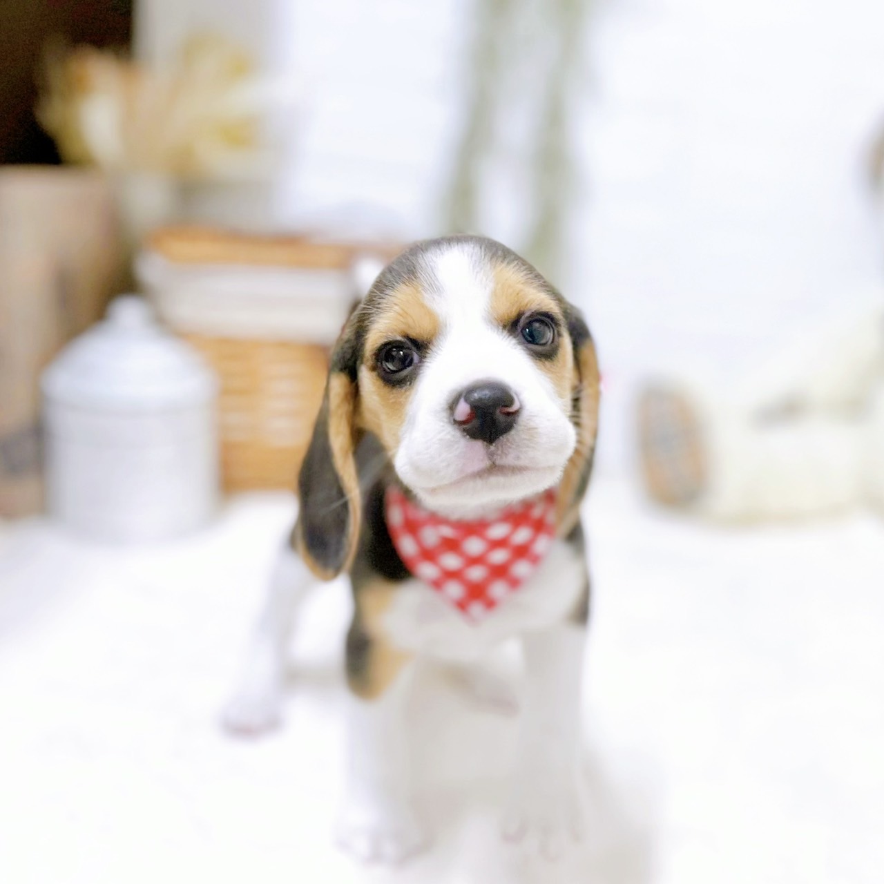 滋賀県のビーグル (犬の家＆猫の里近江八幡店/2026年2月18日生まれ/女の子/ブラックタンホワイト)の子犬の4枚目の画像