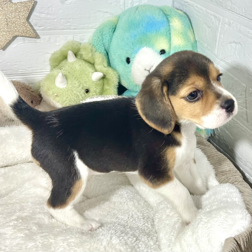 兵庫県のビーグル (犬の家＆猫の里ニッケパークタウン加古川店/2026年2月18日生まれ/女の子/ブラックタンホワイト)の子犬の4枚目の画像