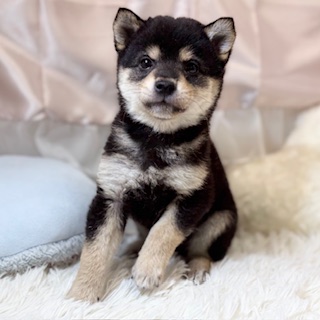 兵庫県の豆柴 (犬の家＆猫の里カナート西神戸店/2026年2月17日生まれ/男の子/黒)の子犬の4枚目の画像