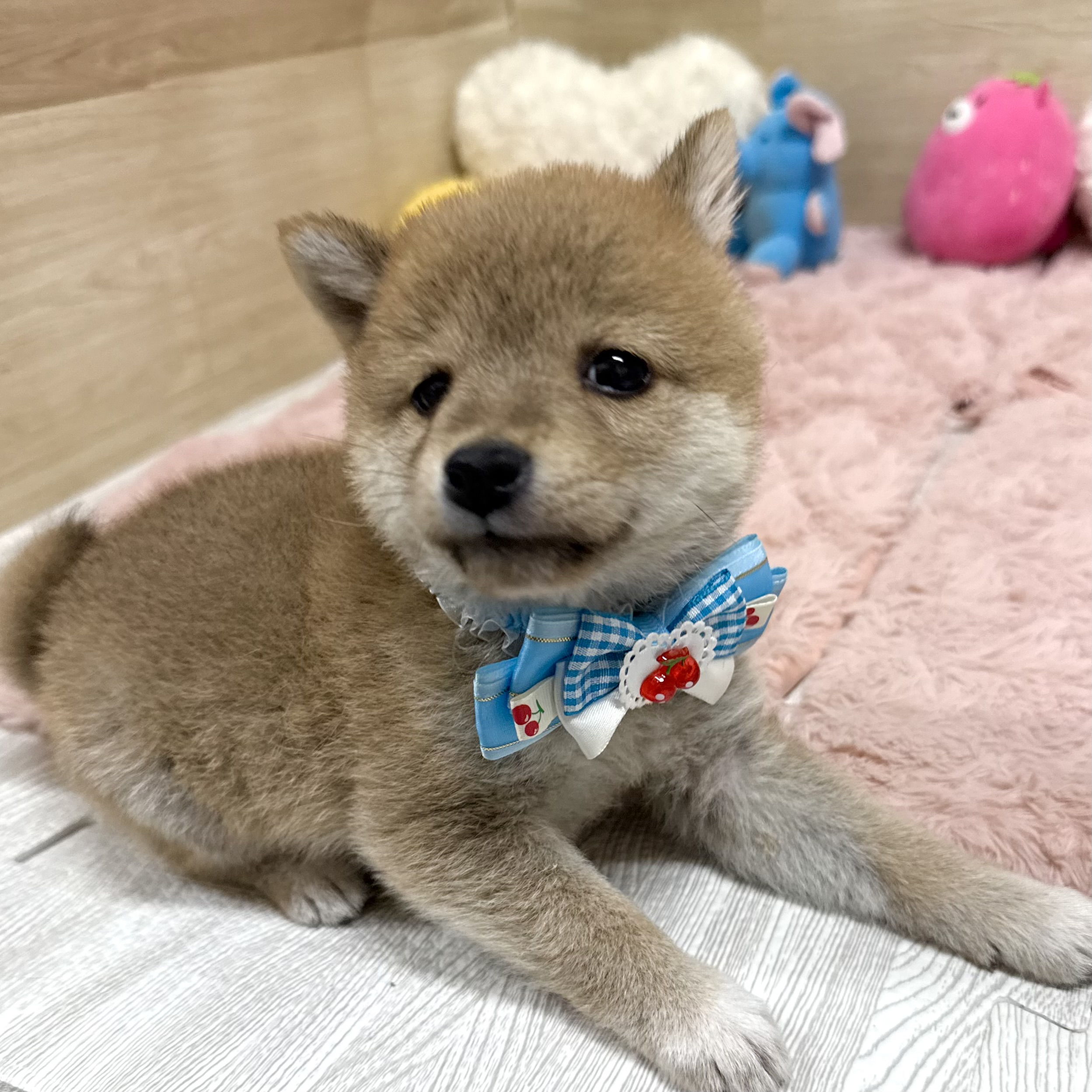 大阪府の豆柴 (犬の家＆猫の里そよら東岸和田店/2026年2月17日生まれ/男の子/赤)の子犬の4枚目の画像