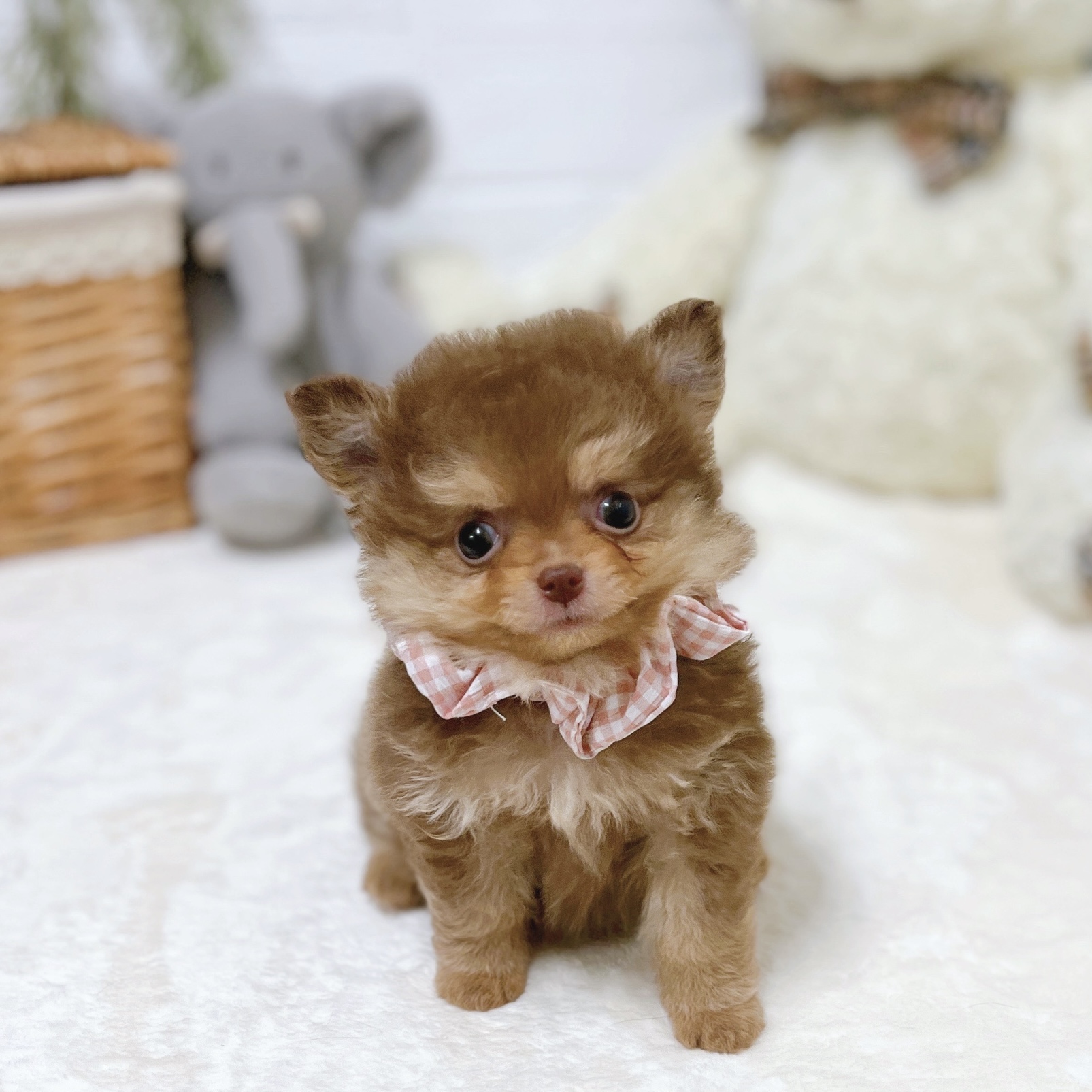 滋賀県のポメチワ/チワポメ/ポメチー(ポメラニアン×チワワ) (犬の家＆猫の里近江八幡店/2026年2月19日生まれ/女の子/チョコレートクリーム)の子犬の1枚目の画像