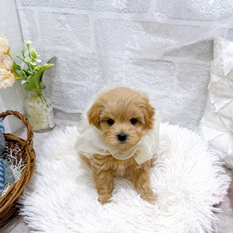 滋賀県のマルプー(マルチーズ×プードル) (犬の家＆猫の里長浜店/2026年2月18日生まれ/女の子/クリーム)の子犬の4枚目の画像