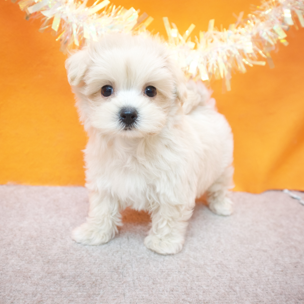大阪府のマルプー(マルチーズ×プードル) (犬の家＆猫の里吹田店/2026年2月18日生まれ/女の子/クリーム)の子犬の4枚目の画像