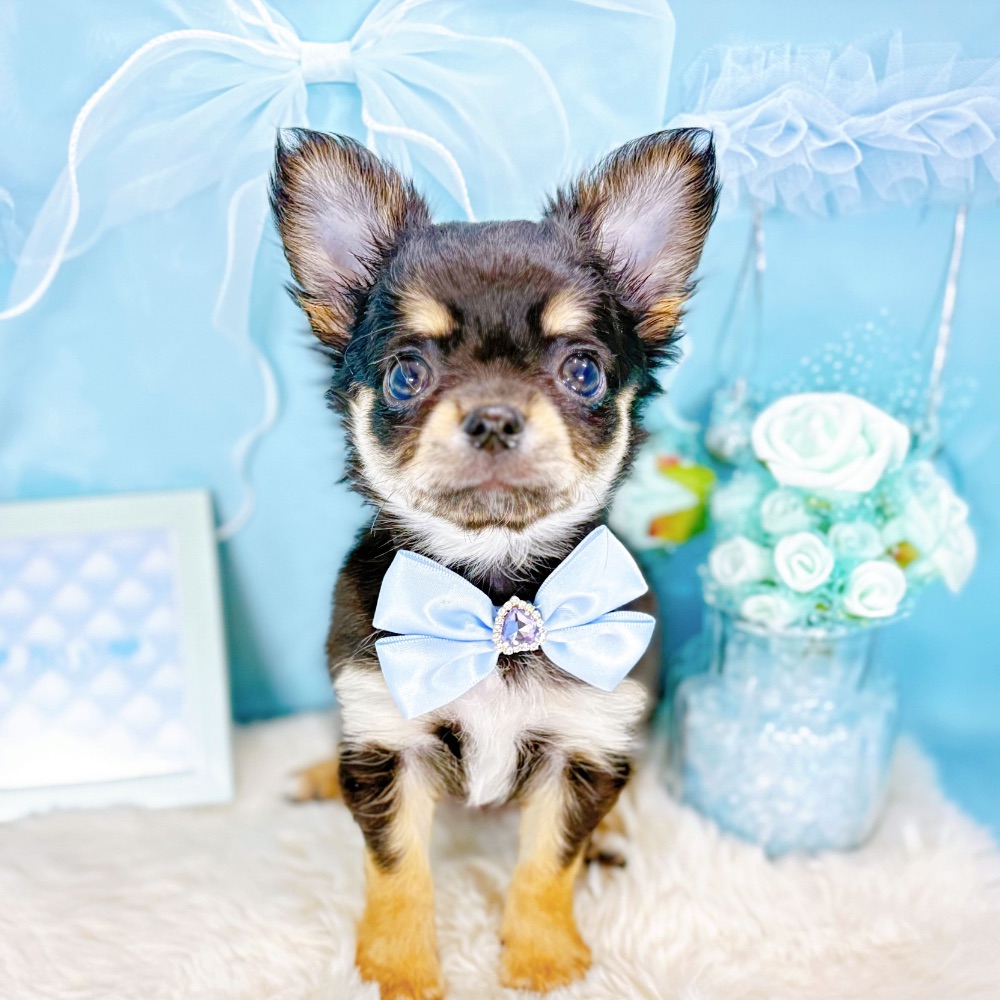 福井県のチワワ(ロング) (犬の家＆猫の里アミーゴ福井大和田店/2026年2月17日生まれ/男の子/ブラックタンホワイト)の子犬の4枚目の画像