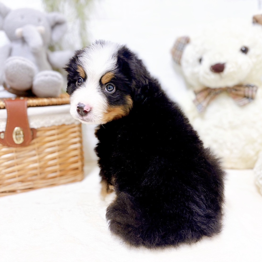 滋賀県のバーニーズマウンテンドッグ (犬の家＆猫の里近江八幡店/2026年2月19日生まれ/男の子/ブラックラストホワイト)の子犬の4枚目の画像