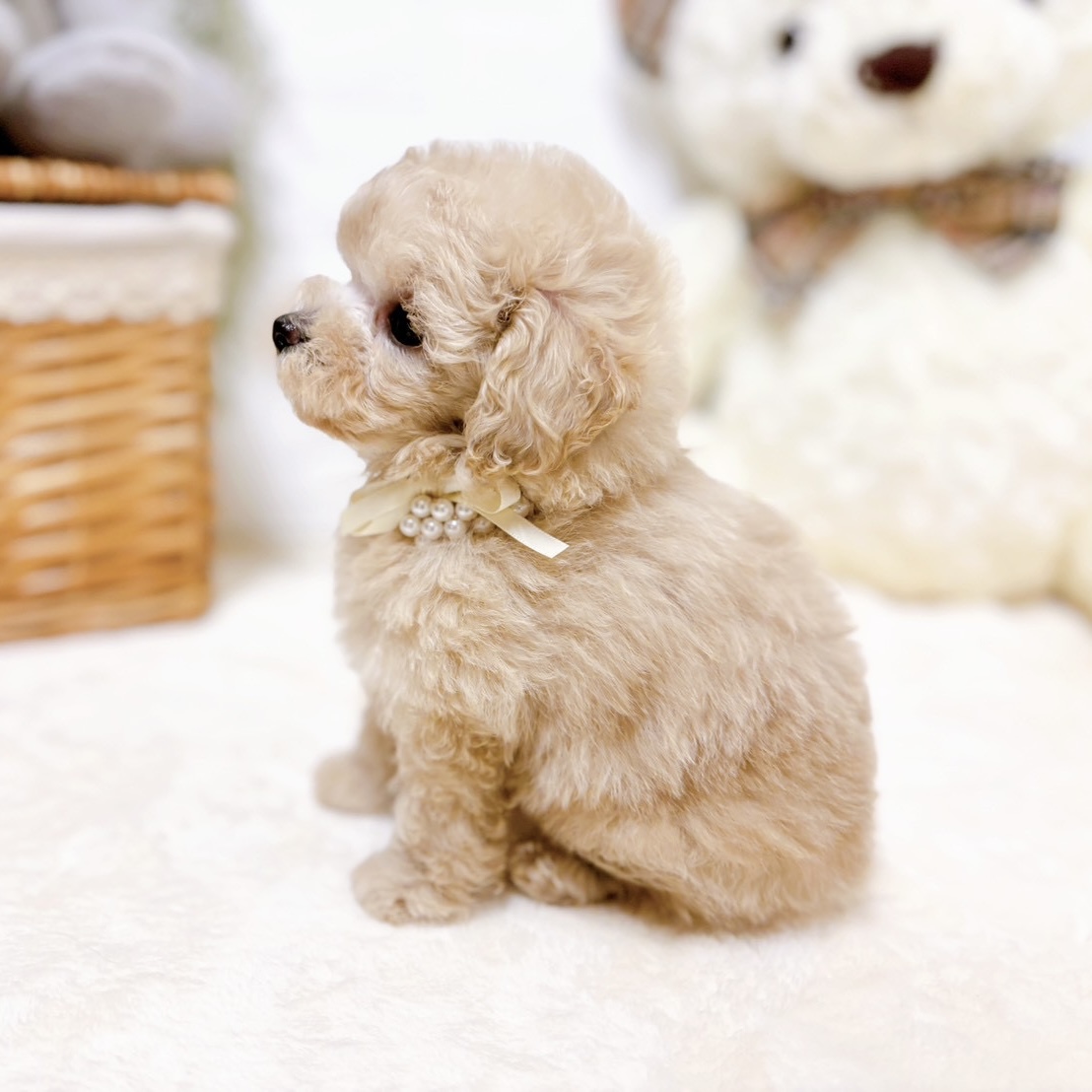 滋賀県のトイプードル(ティーカップ) (犬の家＆猫の里近江八幡店/2026年2月19日生まれ/男の子/ペールフォーン)の子犬の4枚目の画像