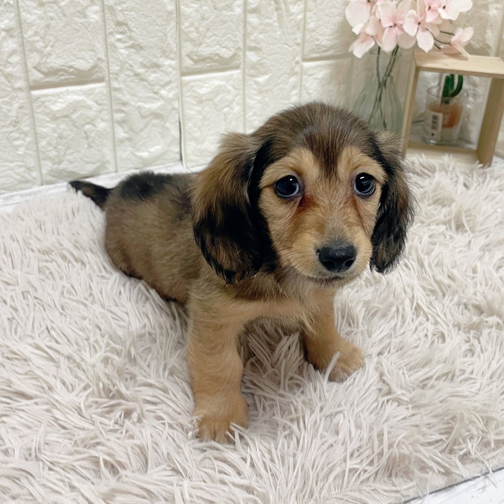 岡山県のミニチュアダックスフンド(ロング) (犬の家＆猫の里岡山店/2026年2月19日生まれ/女の子/シェーデットイエロー)の子犬の4枚目の画像