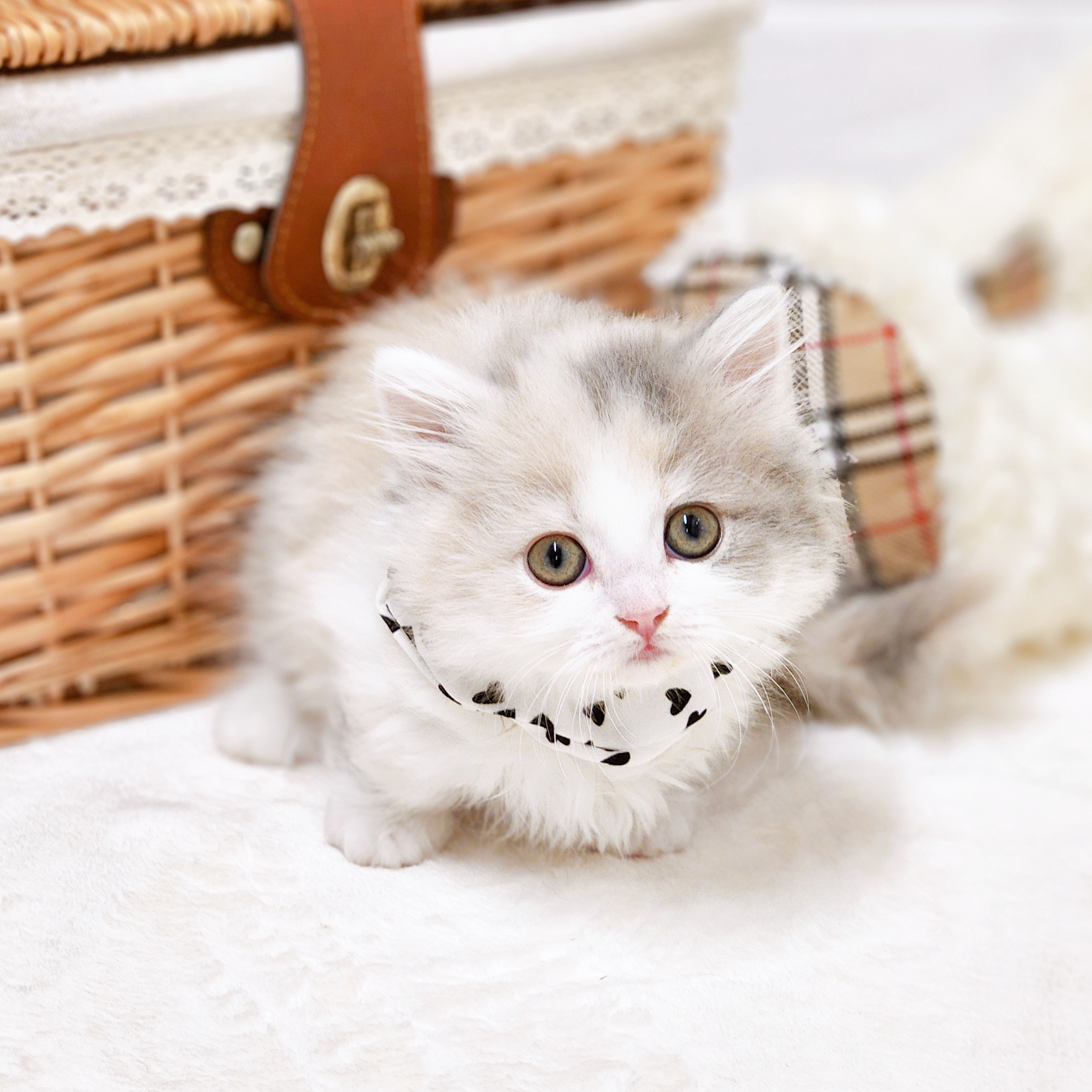 滋賀県のミヌエット (犬の家＆猫の里近江八幡店/2026年2月19日生まれ/女の子/ダイリュートキャリコ)の子猫の4枚目の画像