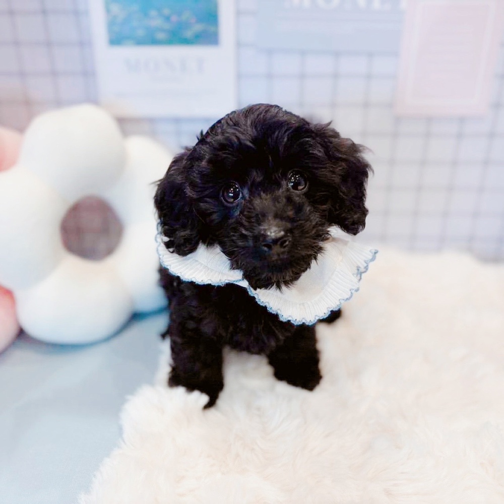 福井県のダップー(ダックス×プードル) (犬の家＆猫の里福井店/2026年2月19日生まれ/男の子/ブラック)の子犬の4枚目の画像