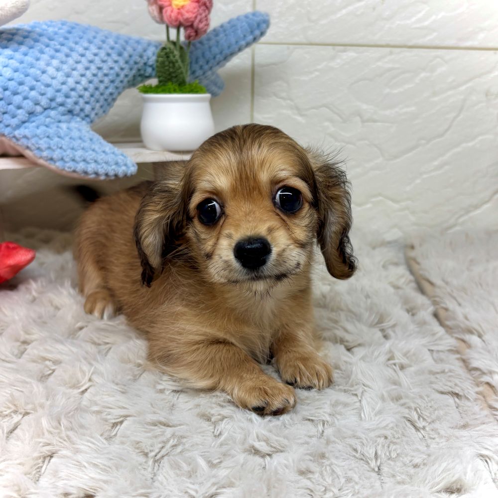 兵庫県のチワックス(チワワ×ダックス) (犬の家＆猫の里ゆめタウン姫路店/2026年2月19日生まれ/女の子/シェーデットクリーム)の子犬の4枚目の画像