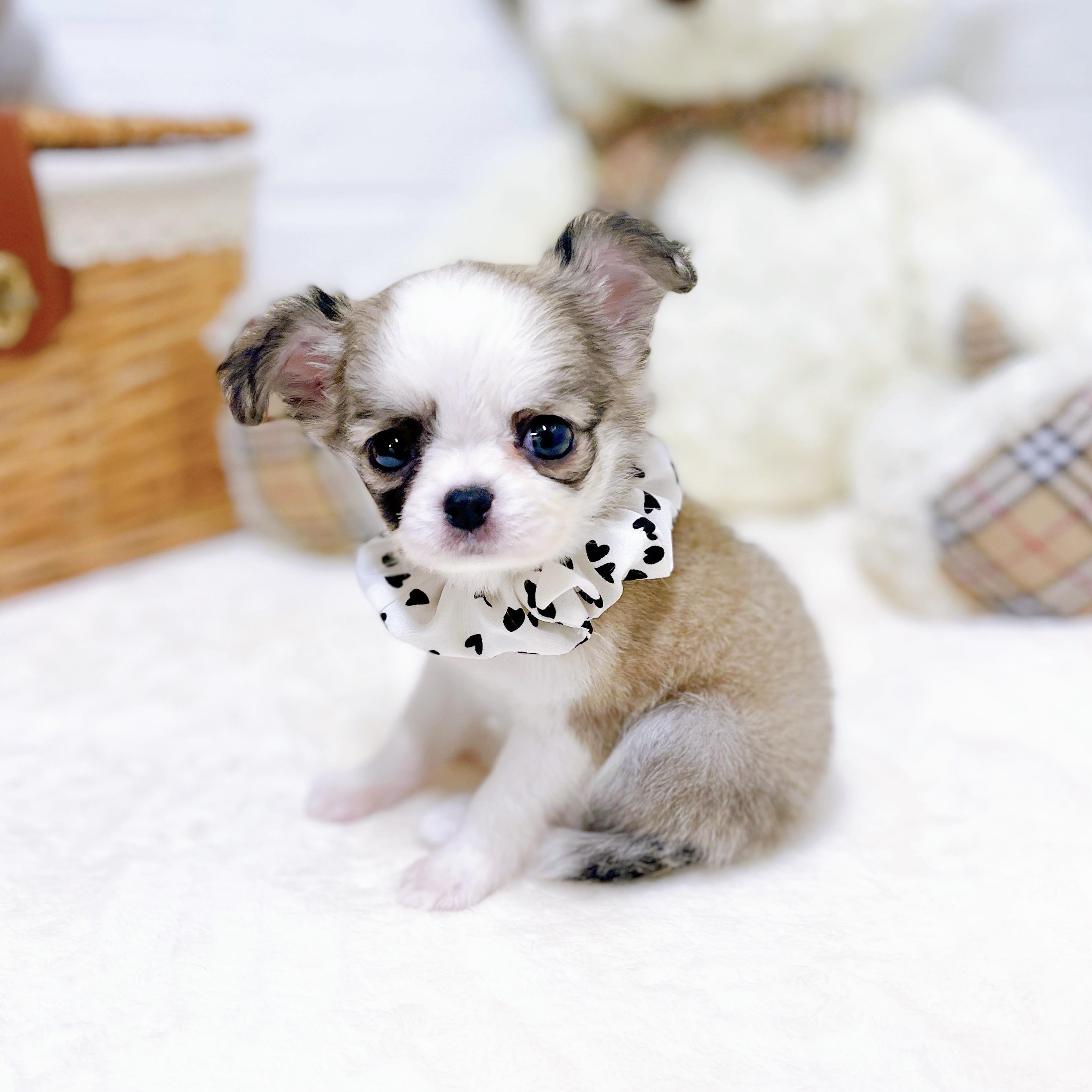 滋賀県のチワワ(ロング) (犬の家＆猫の里近江八幡店/2026年2月19日生まれ/女の子/フォーンホワイト)の子犬の4枚目の画像