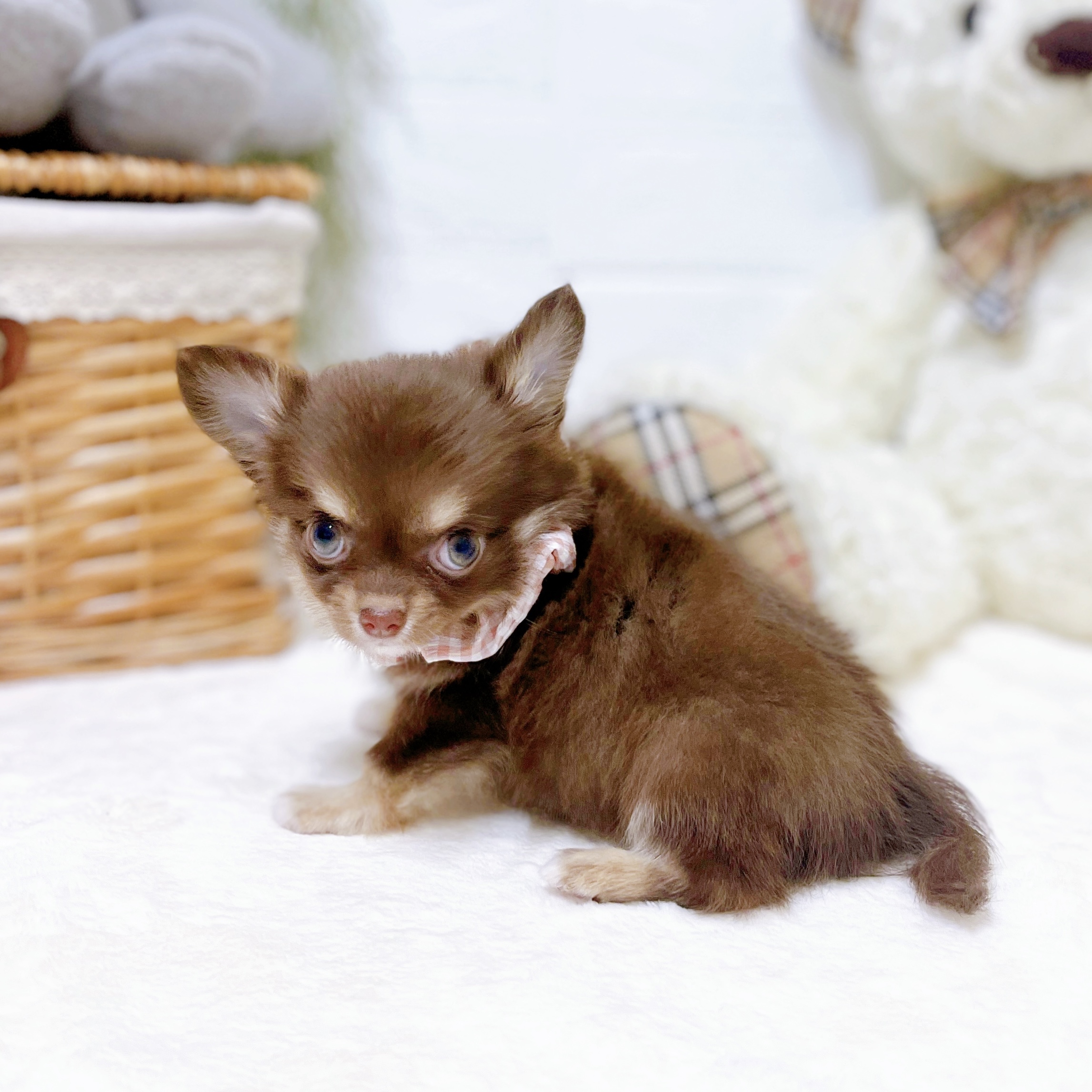 滋賀県のチワワ(ロング) (犬の家＆猫の里近江八幡店/2026年2月19日生まれ/女の子/チョコレートタンクリーム)の子犬の4枚目の画像