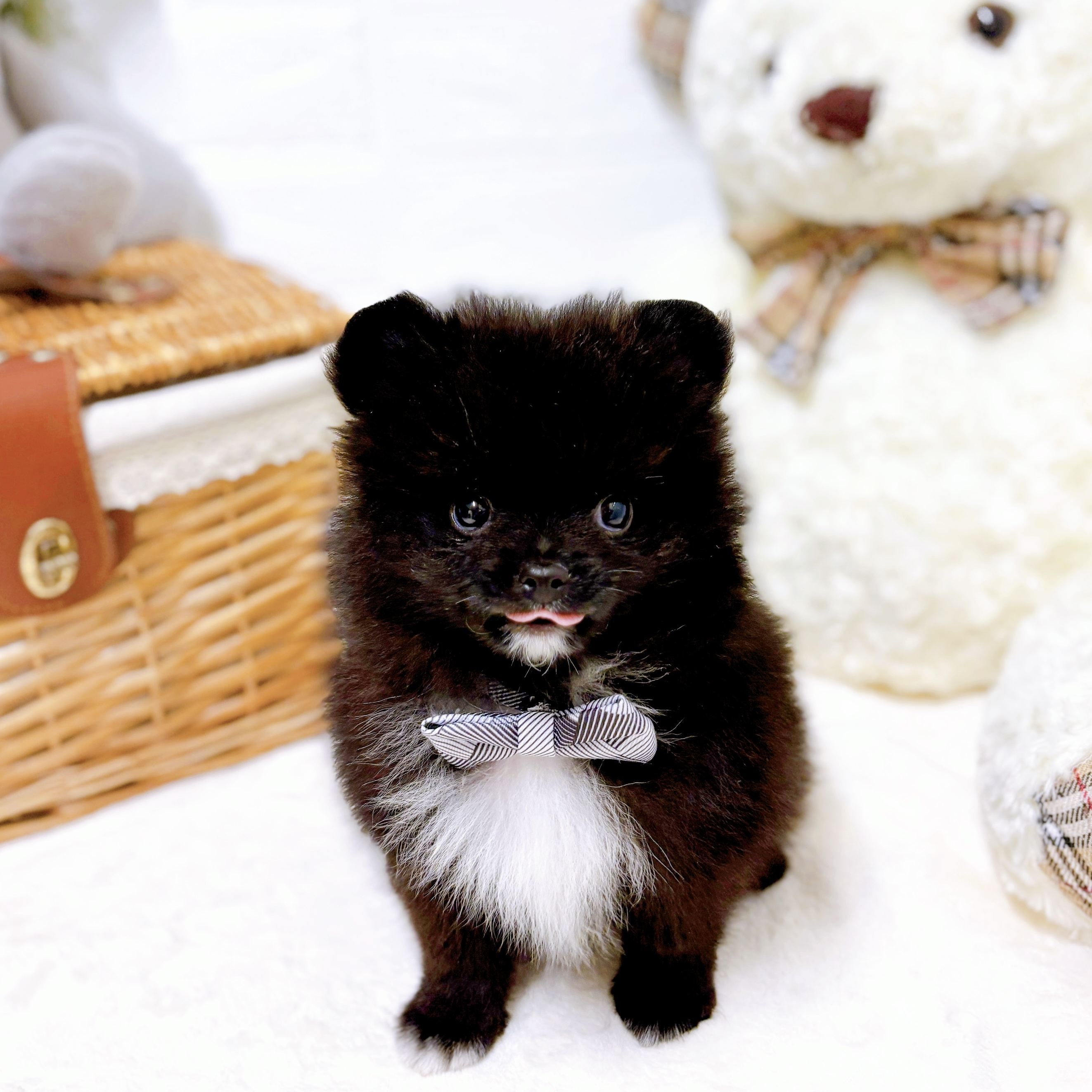 滋賀県のポメラニアン (犬の家＆猫の里近江八幡店/2026年2月19日生まれ/男の子/ブラック)の子犬の4枚目の画像