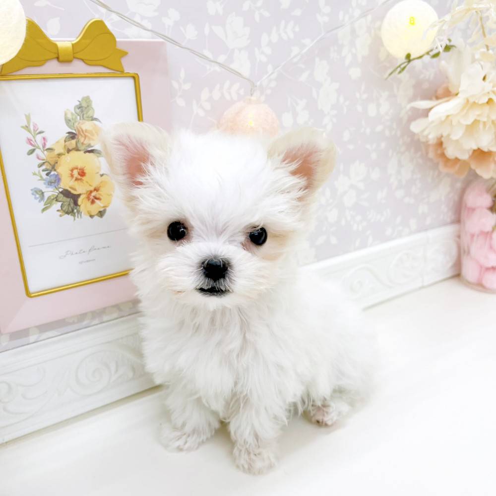 富山県のチワマル/マルチワ(チワワ×マルチーズ) (犬の家＆猫の里富山店/2026年2月15日生まれ/女の子/クリームホワイト)の子犬の4枚目の画像