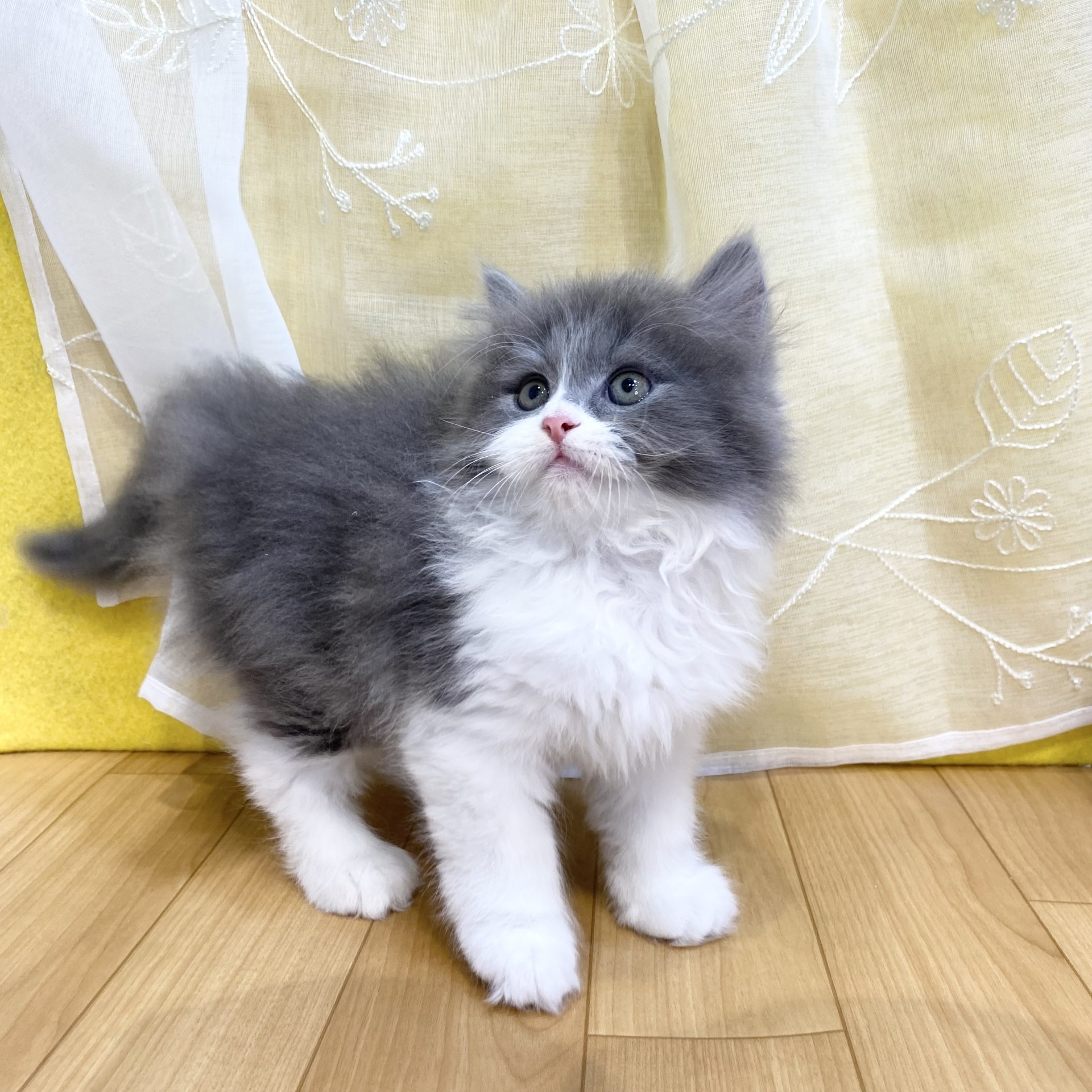 長野県のサイベリアン (犬の家＆猫の里カインズ梓川店/2026年2月20日生まれ/男の子/ブルータビーホワイト)の子猫の4枚目の画像