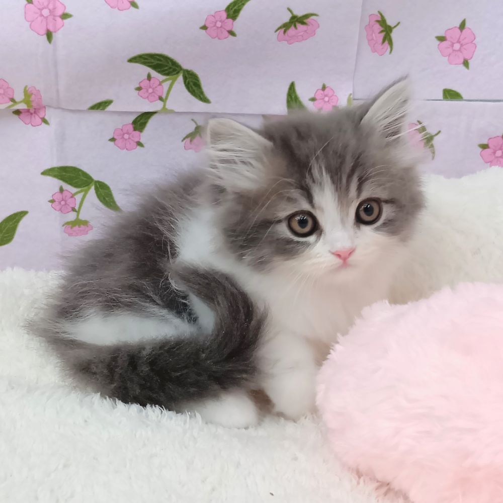 愛知県のサイベリアン (犬の家＆猫の里エアポートウォーク店/2026年2月20日生まれ/女の子/ブルータビーホワイト)の子猫の4枚目の画像
