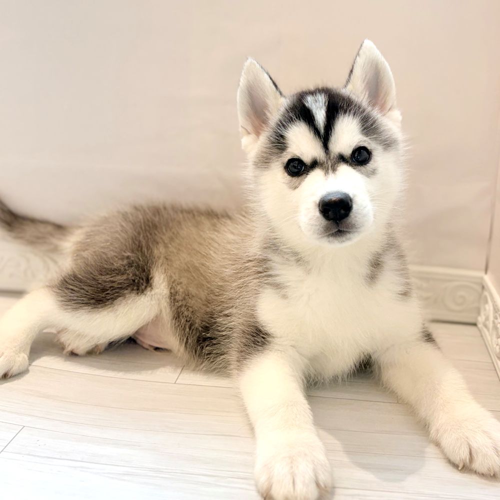 愛知県のシベリアンハスキー (犬の家＆猫の里春日井本店/2026年2月18日生まれ/男の子/ブラックホワイト)の子犬の4枚目の画像