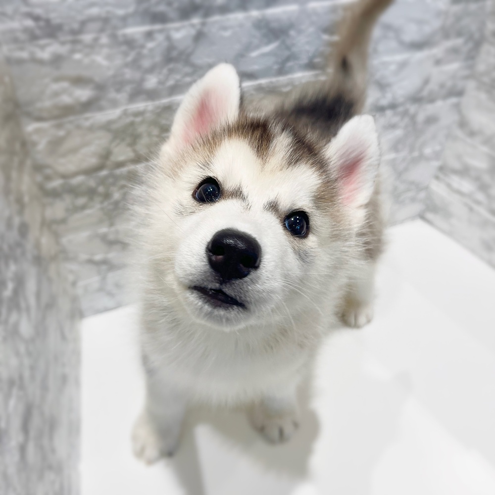 愛知県のシベリアンハスキー (犬の家＆猫の里MiO香久山店/2026年2月18日生まれ/男の子/シルバーホワイト)の子犬の4枚目の画像