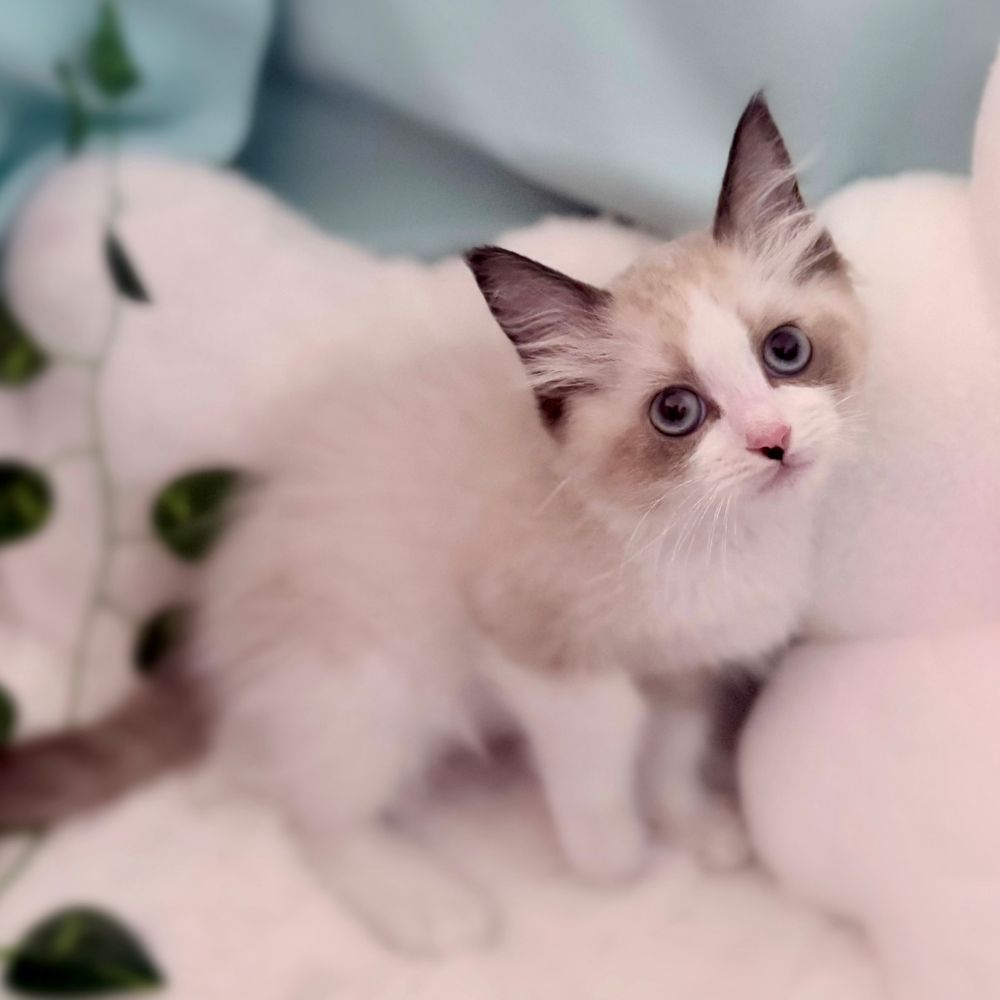 愛知県のラグドール (犬の家＆猫の里愛知刈谷店/2026年2月18日生まれ/男の子/シールポイントバイカラー)の子猫の4枚目の画像