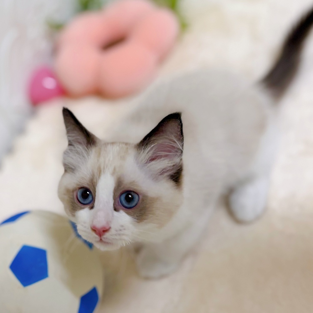 愛知県のラグドール (犬の家＆猫の里岡崎店/2026年2月18日生まれ/男の子/シールポイントバイカラー)の子猫の4枚目の画像