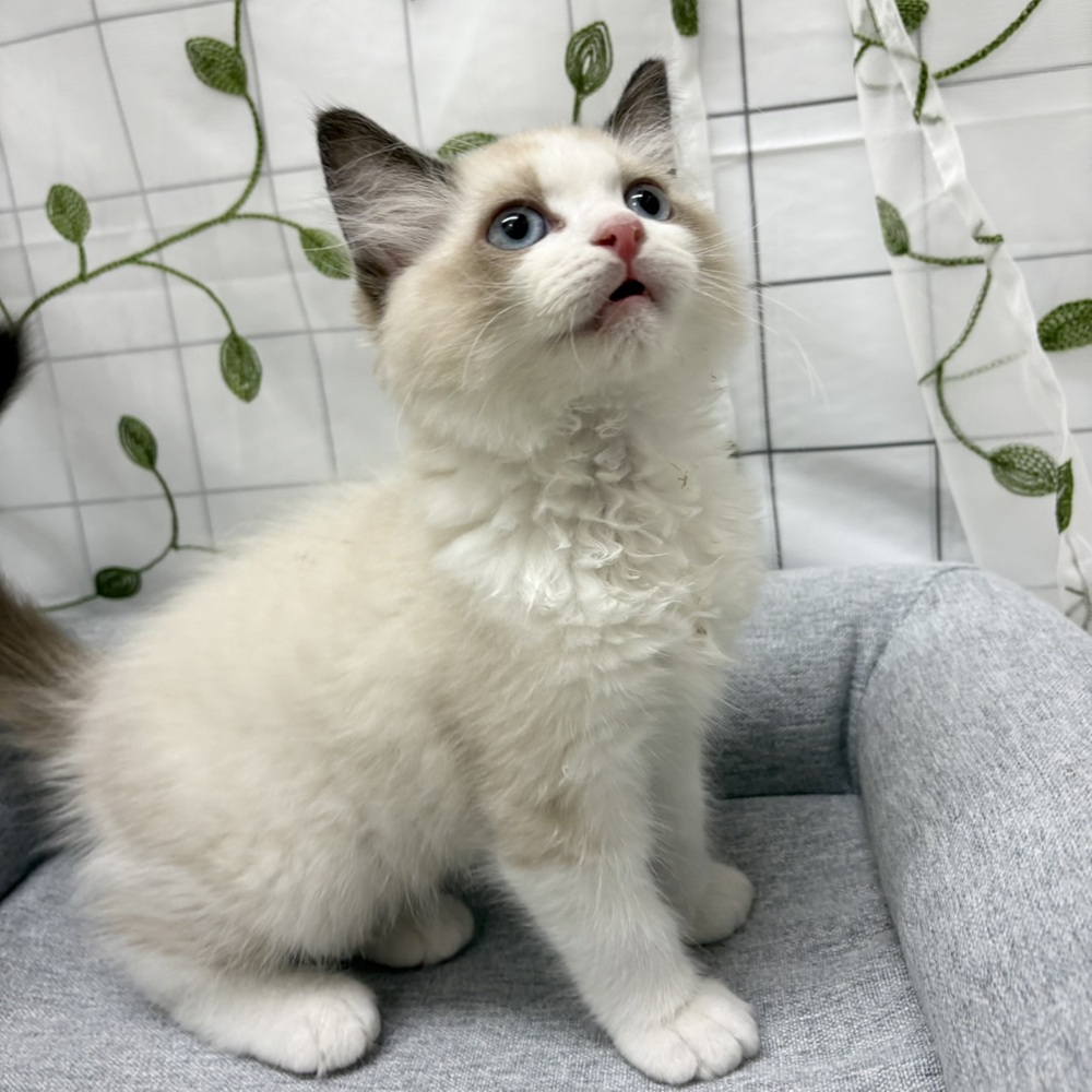 長野県のラグドール (犬の家＆猫の里塩尻店/2026年2月18日生まれ/男の子/シールポイントバイカラー)の子猫の4枚目の画像