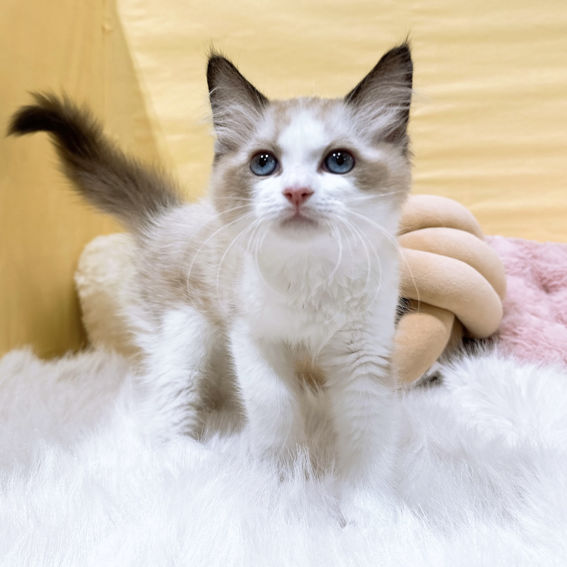 神奈川県のラグドール (犬の家＆猫の里元住吉ブレーメン通り店/2026年2月18日生まれ/男の子/シールポイントバイカラー)の子猫の4枚目の画像