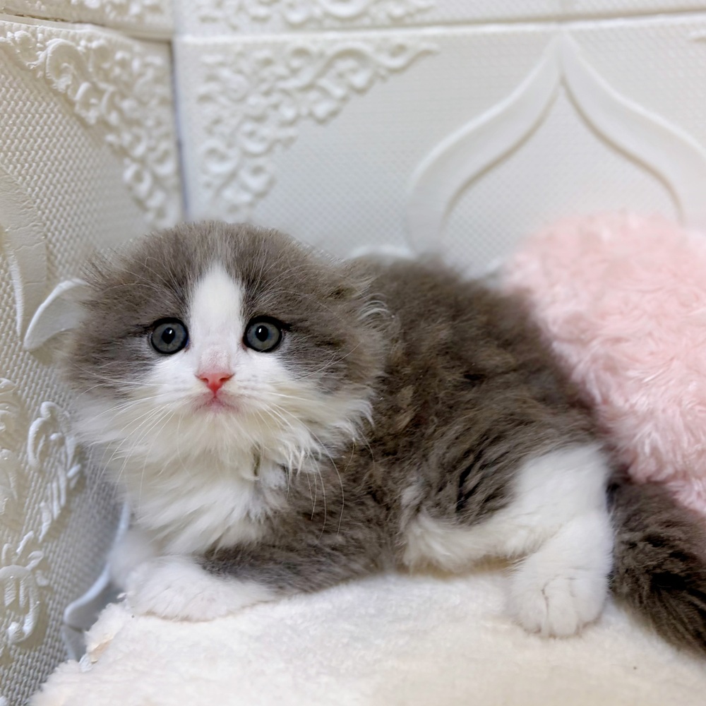 愛知県のスコティッシュフォールド (犬の家＆猫の里岡崎店/2026年2月20日生まれ/男の子/ブルータビーホワイト)の子猫の4枚目の画像