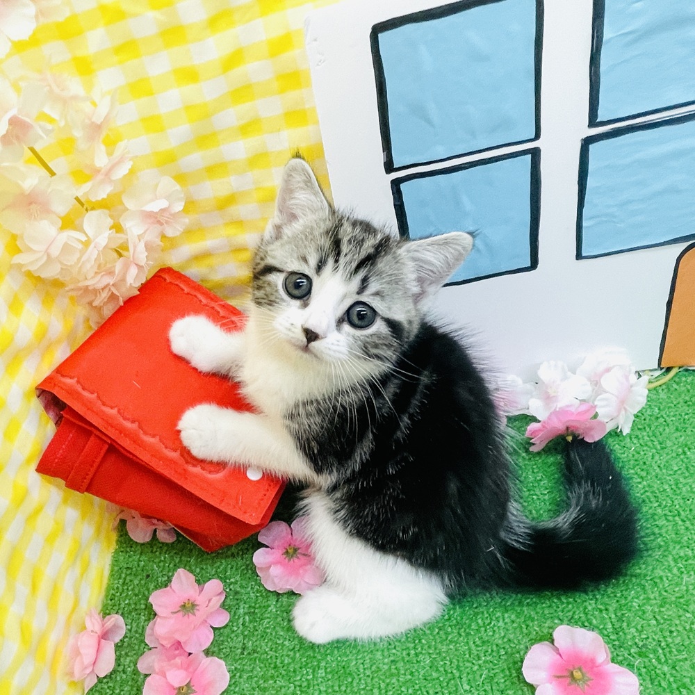 愛知県のスコティッシュストレート (犬の家＆猫の里名古屋天白店/2026年2月20日生まれ/男の子/シルバータビーホワイト)の子猫の4枚目の画像