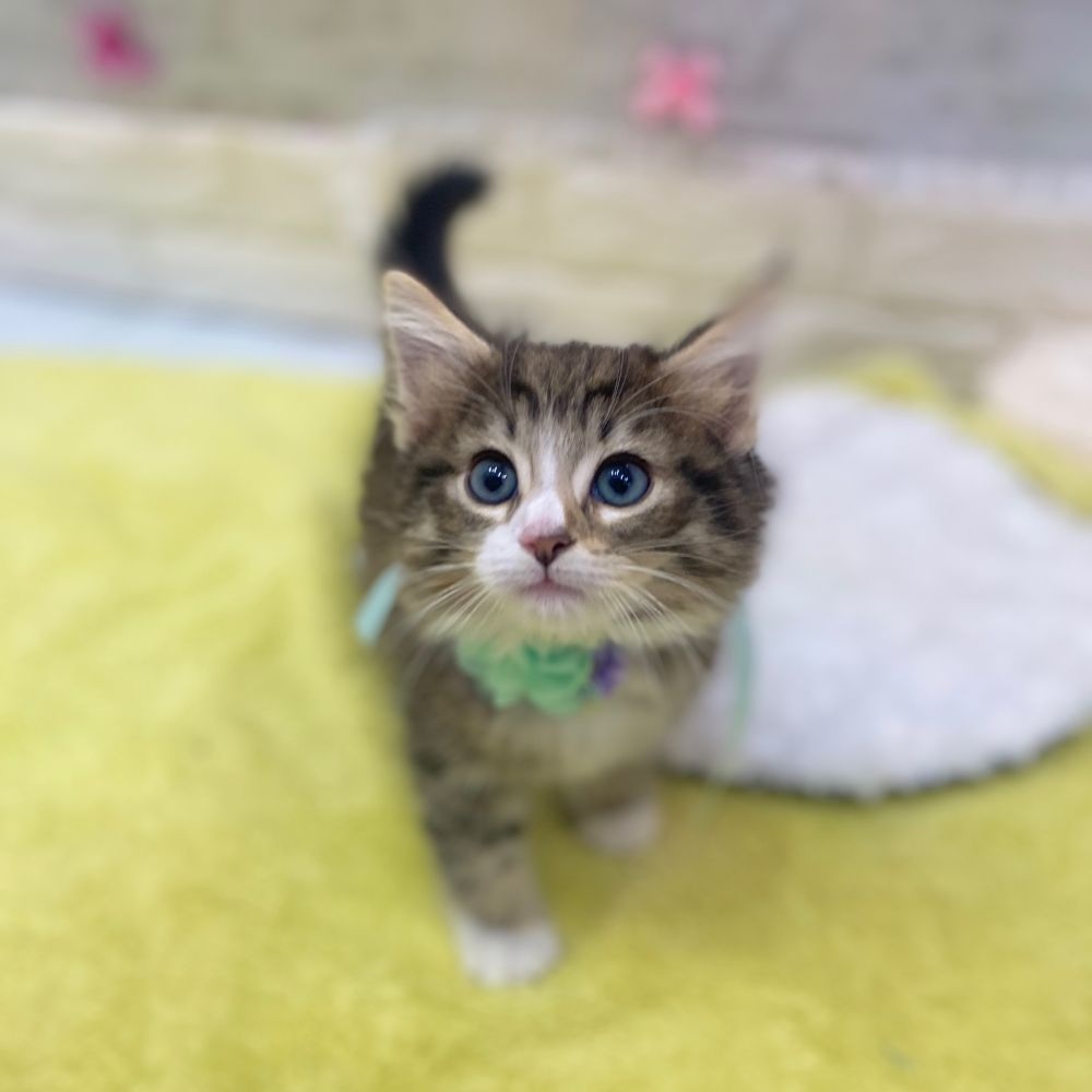 静岡県のノルウェージャンフォレストキャット (犬の家＆猫の里プレ葉ウォーク浜北店/2026年2月20日生まれ/男の子/ブラウンマッカレルタビーホワイト)の子猫の4枚目の画像