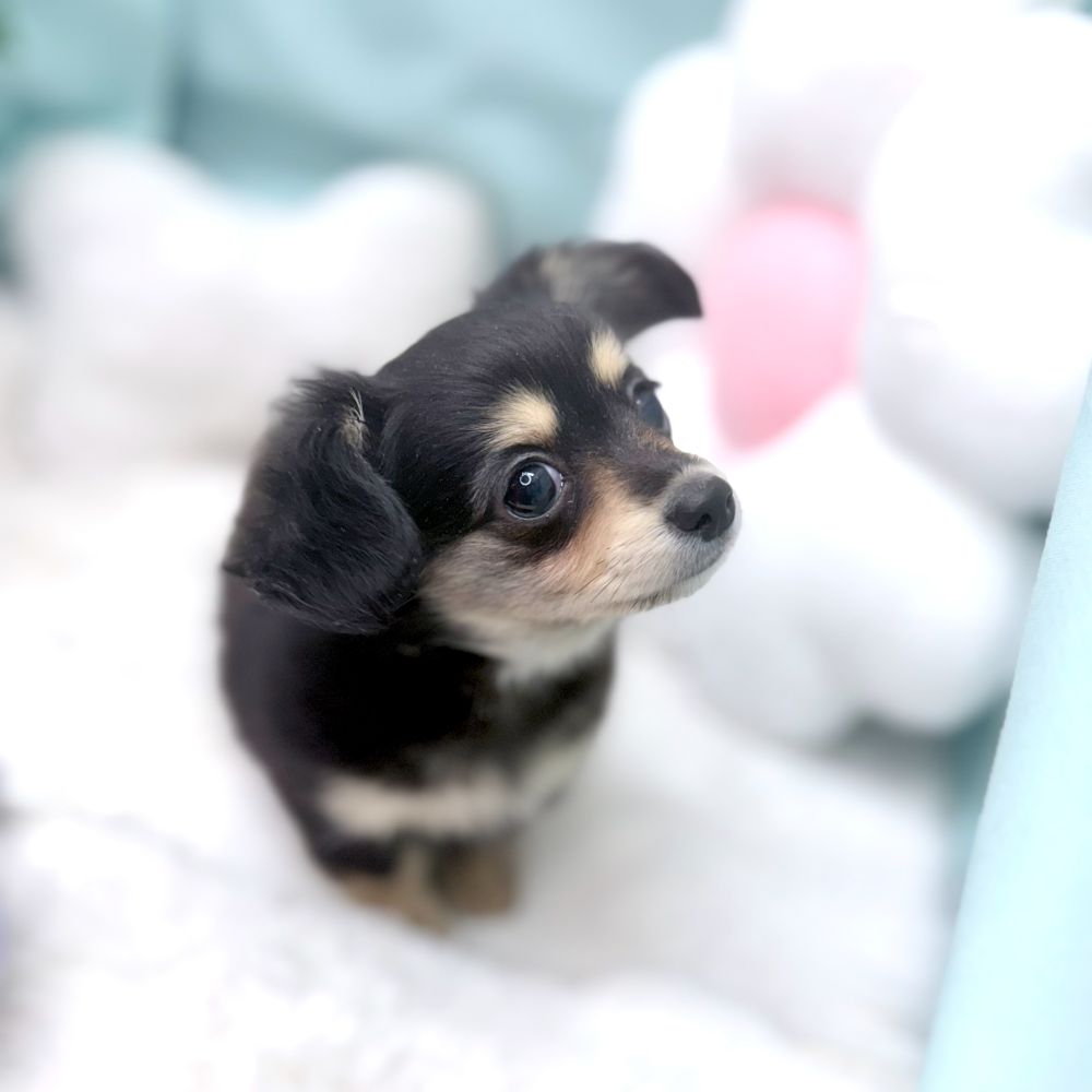 愛知県のチワックス(チワワ×ダックス) (犬の家＆猫の里愛知刈谷店/2026年2月22日生まれ/女の子/ブラックタン)の子犬の4枚目の画像