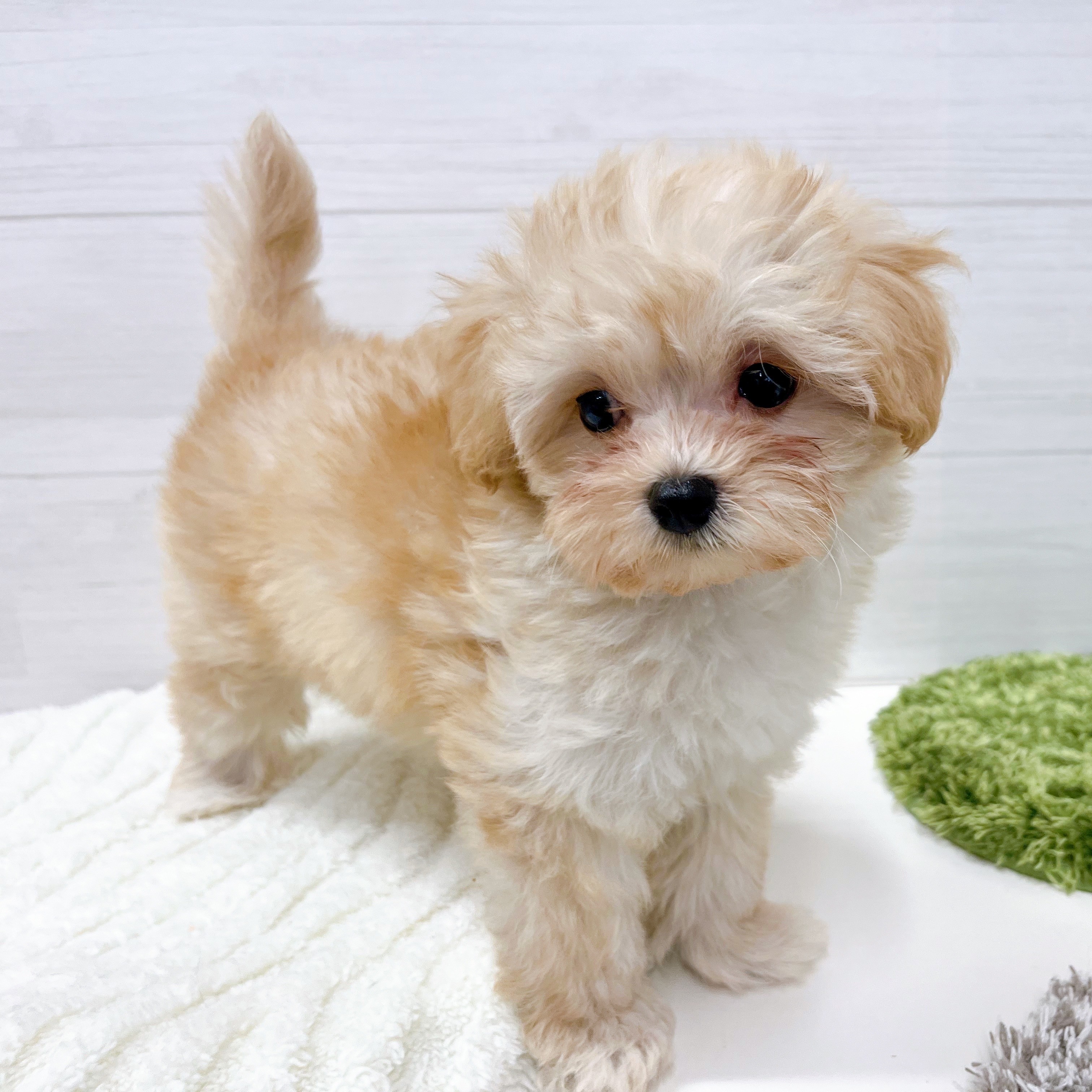 石川県のマルプー(マルチーズ×プードル) (犬の家＆猫の里アミーゴ金沢おこばた店/2026年2月19日生まれ/女の子/アプリコット)の子犬の4枚目の画像