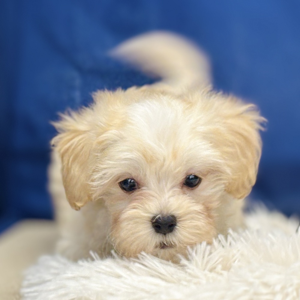 岐阜県のマルプー(マルチーズ×プードル) (犬の家＆猫の里中津川店/2026年2月19日生まれ/女の子/アプリコットホワイト)の子犬の4枚目の画像