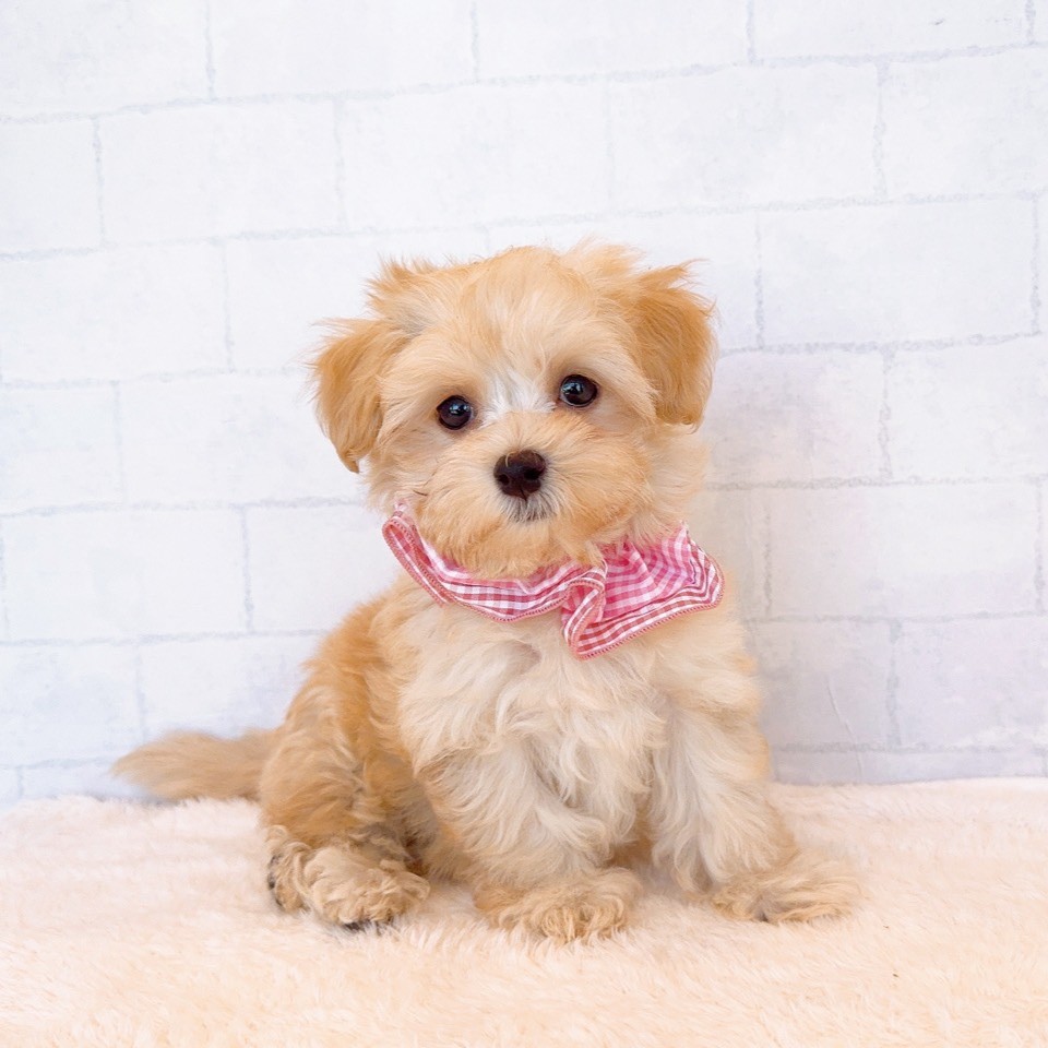石川県のマルプー(マルチーズ×プードル) (犬の家＆猫の里金沢店/2026年2月19日生まれ/女の子/アプリコット)の子犬の1枚目の画像