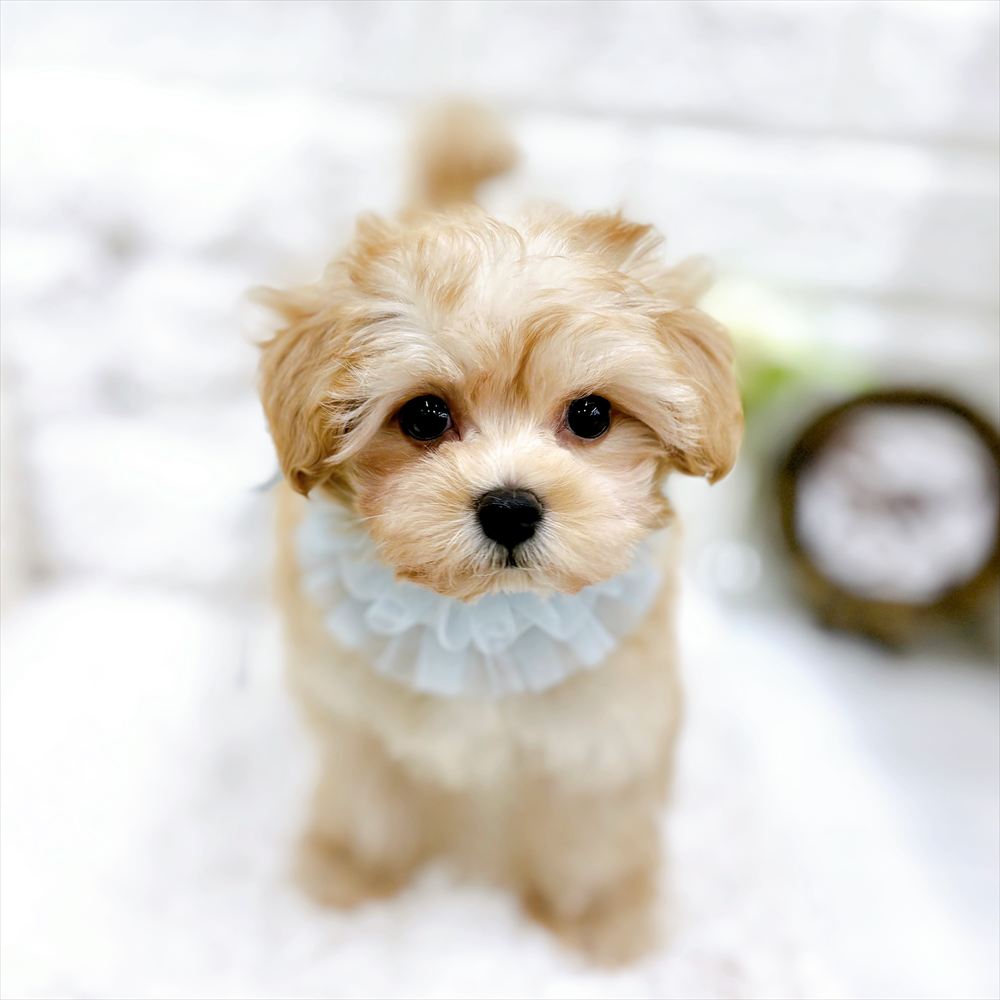 福井県のマルプー(マルチーズ×プードル) (犬の家＆猫の里アミーゴ福井大和田店/2026年2月19日生まれ/男の子/アプリコット)の子犬の4枚目の画像