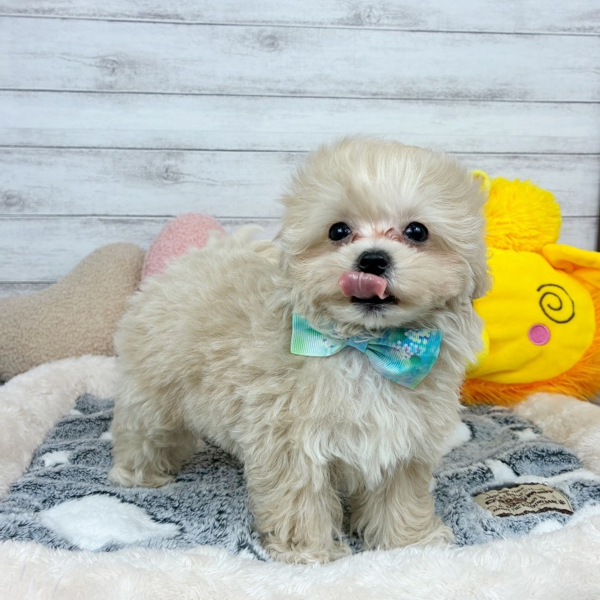 兵庫県のマルプー(マルチーズ×プードル) (犬の家＆猫の里川西店/2026年2月20日生まれ/男の子/クリーム)の子犬の4枚目の画像