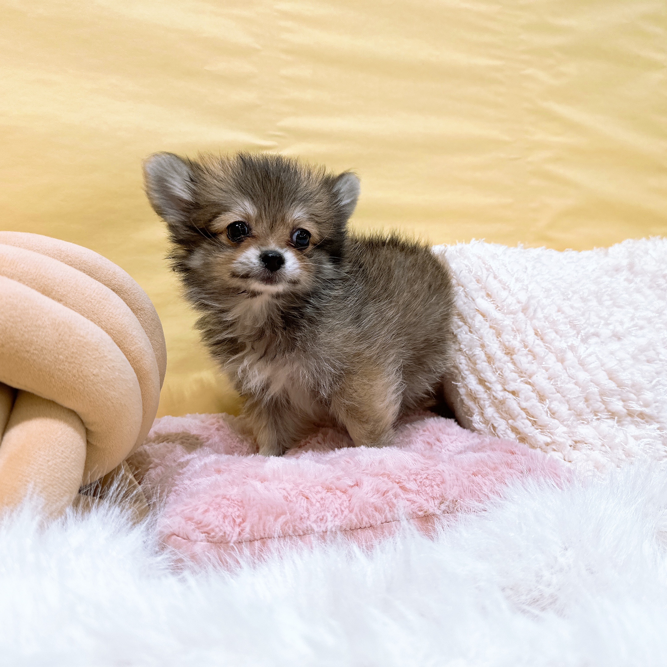 神奈川県のポメチワ/チワポメ/ポメチー(ポメラニアン×チワワ) (犬の家＆猫の里元住吉ブレーメン通り店/2026年2月21日生まれ/男の子/オレンジセーブル)の子犬の4枚目の画像