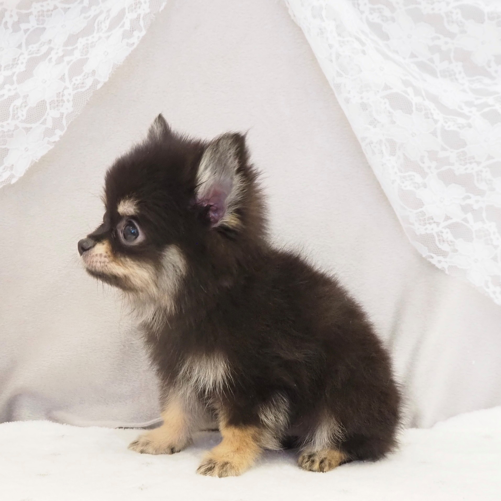 大阪府のポメチワ/チワポメ/ポメチー(ポメラニアン×チワワ) (犬の家＆猫の里もりのみやキューズモールBASE店/2026年2月21日生まれ/男の子/ブラックタン)の子犬の4枚目の画像