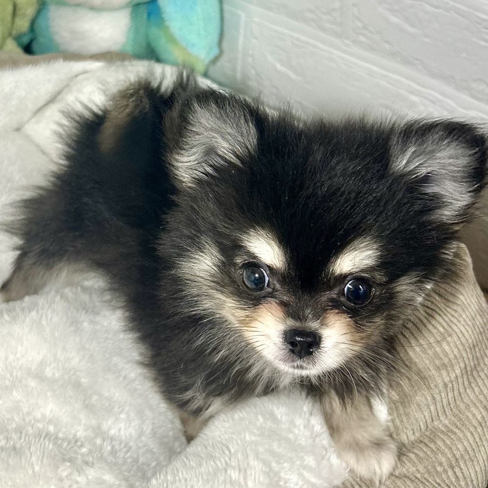 兵庫県のポメチワ/チワポメ/ポメチー(ポメラニアン×チワワ) (犬の家＆猫の里ニッケパークタウン加古川店/2026年2月21日生まれ/男の子/ブラッククリーム)の子犬の4枚目の画像
