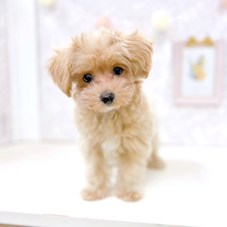 富山県のマルプー(マルチーズ×プードル) (犬の家＆猫の里アミーゴ高岡蓮花寺店/2026年2月19日生まれ/女の子/クリームホワイト)の子犬の4枚目の画像