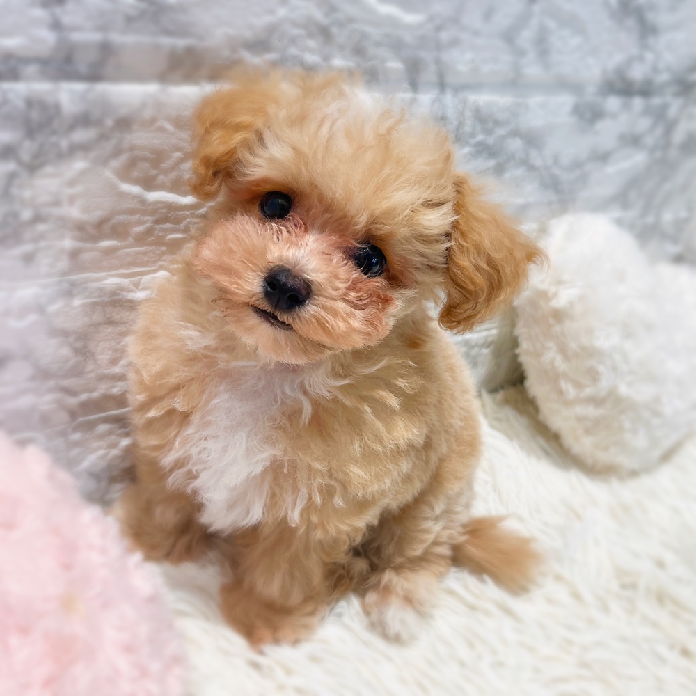 愛知県のマルプー(マルチーズ×プードル) (犬の家＆猫の里MiO香久山店/2026年2月19日生まれ/男の子/クリームホワイト)の子犬の4枚目の画像