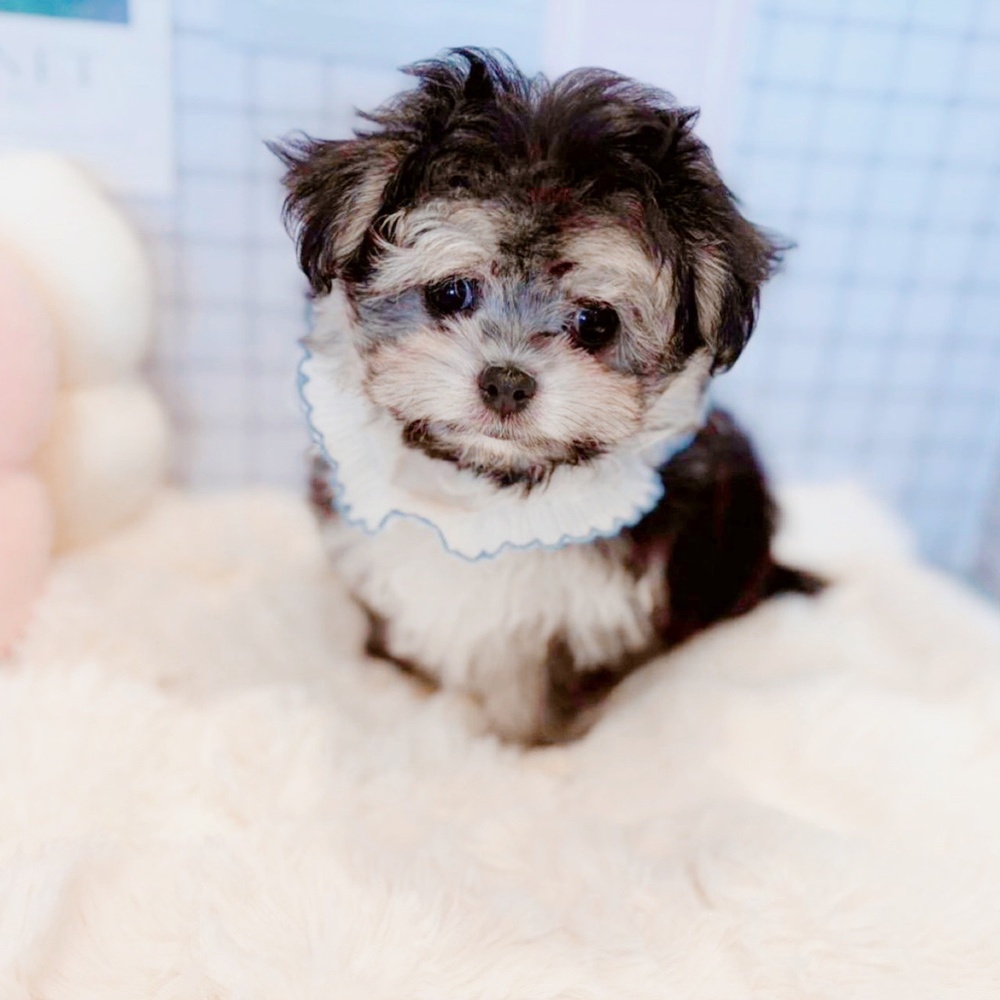 福井県のチワマル/マルチワ(チワワ×マルチーズ) (犬の家＆猫の里福井店/2026年2月22日生まれ/男の子/ブラッククリーム)の子犬の4枚目の画像