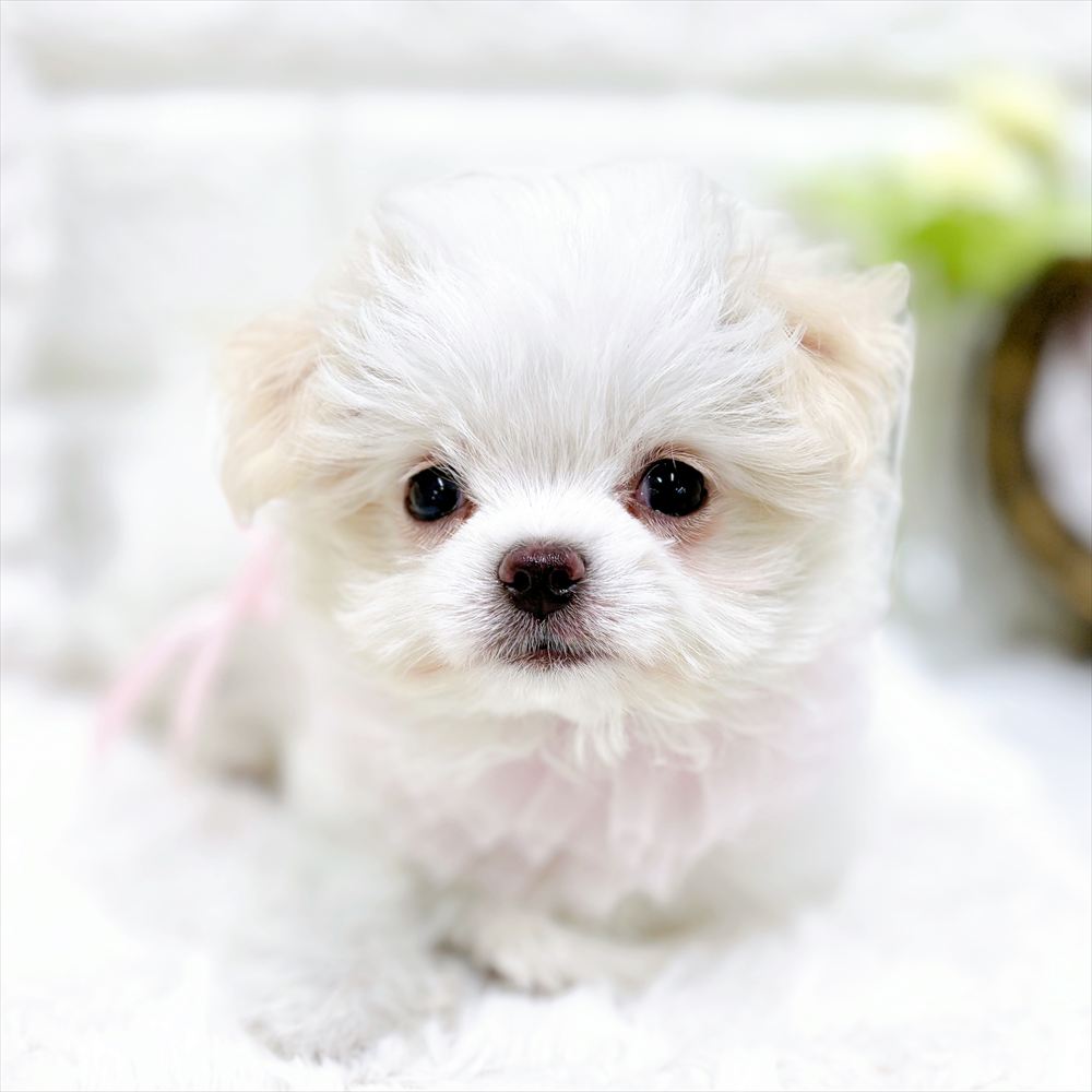 福井県のチワマル/マルチワ(チワワ×マルチーズ) (犬の家＆猫の里アミーゴ福井店/2026年2月22日生まれ/女の子/ホワイトクリーム)の子犬の4枚目の画像