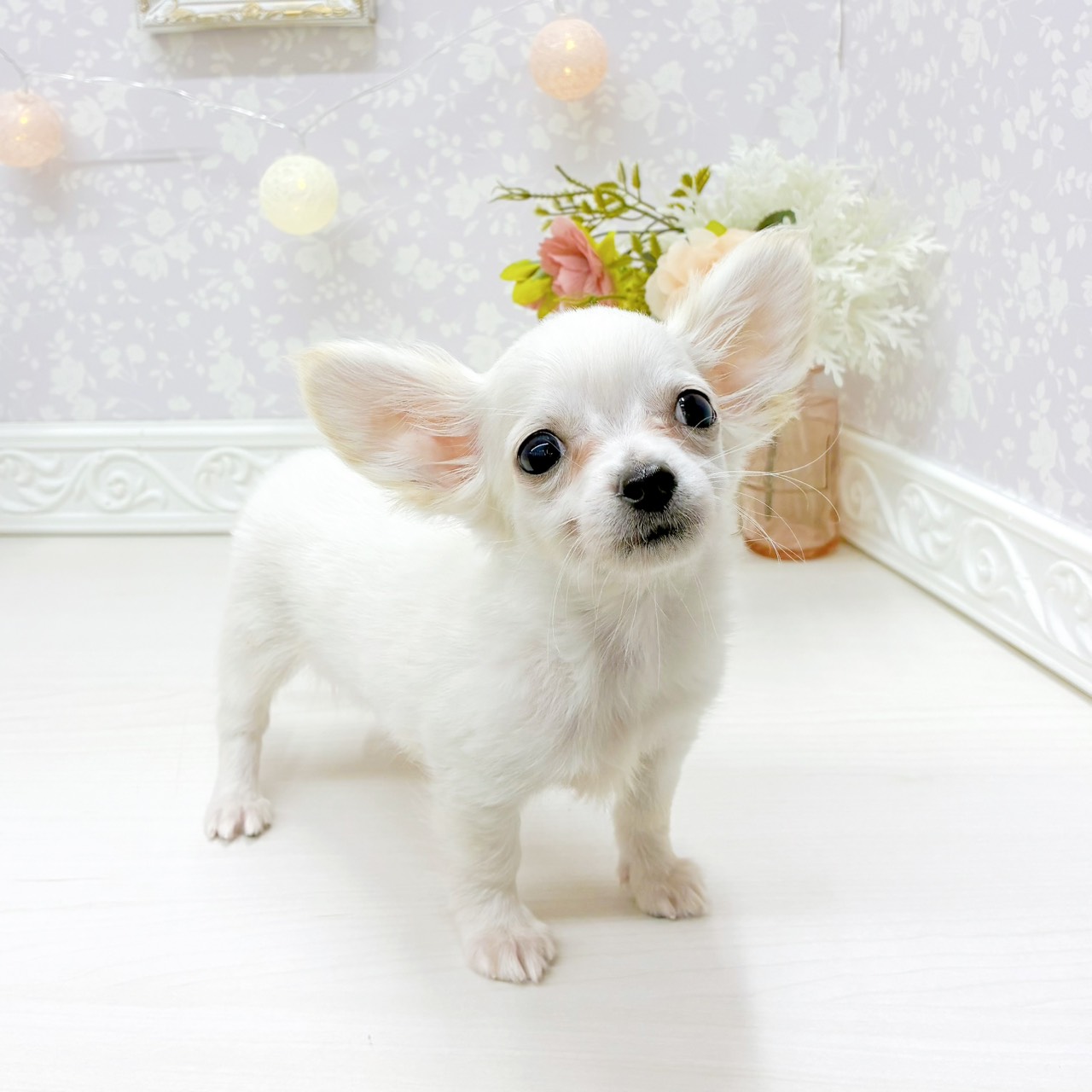 富山県のチワックス(チワワ×ダックス) (犬の家＆猫の里アミーゴ山室店/2026年2月6日生まれ/男の子/クリーム)の子犬の4枚目の画像