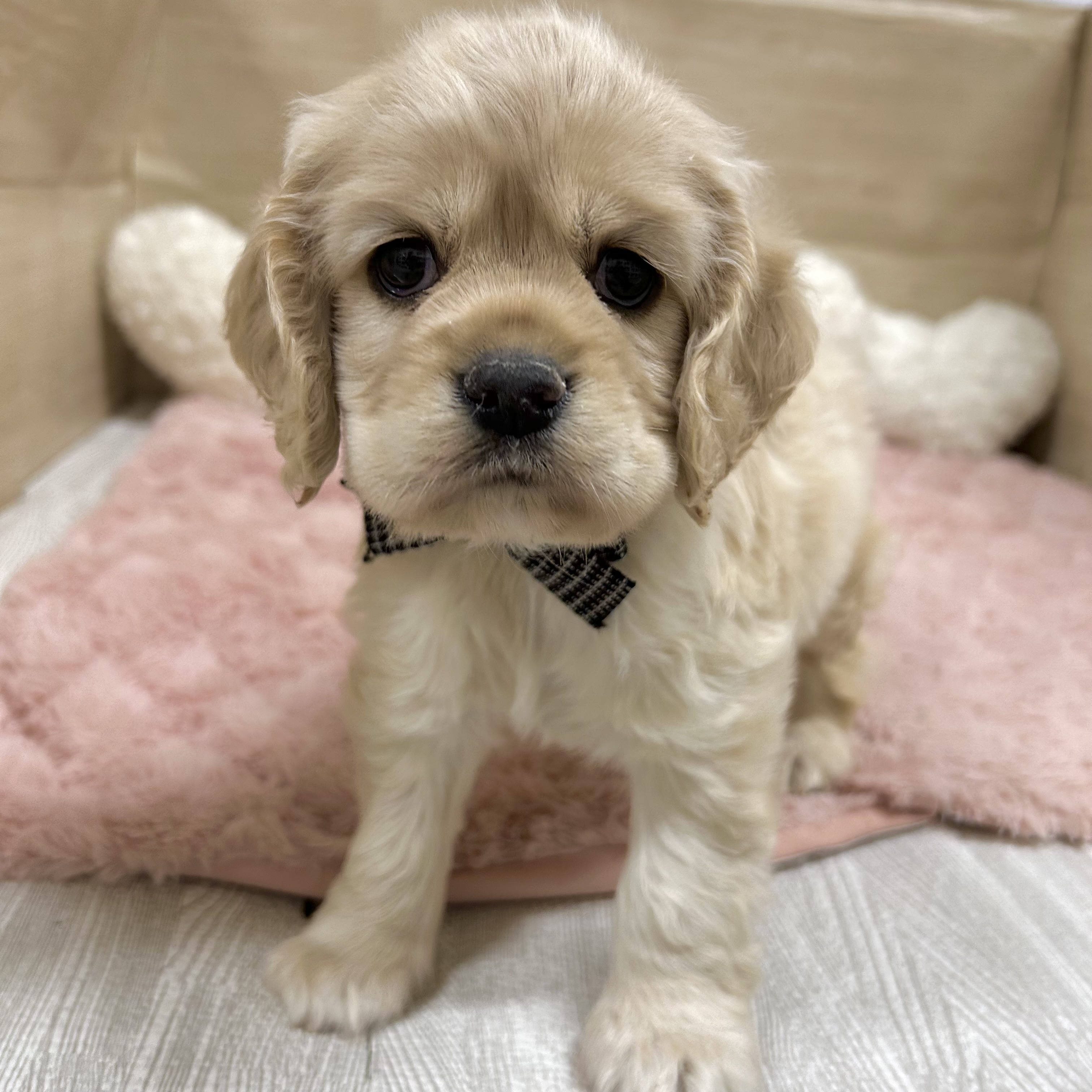 大阪府のアメリカンコッカースパニエル (犬の家＆猫の里そよら東岸和田店/2026年2月22日生まれ/男の子/バフ)の子犬の4枚目の画像