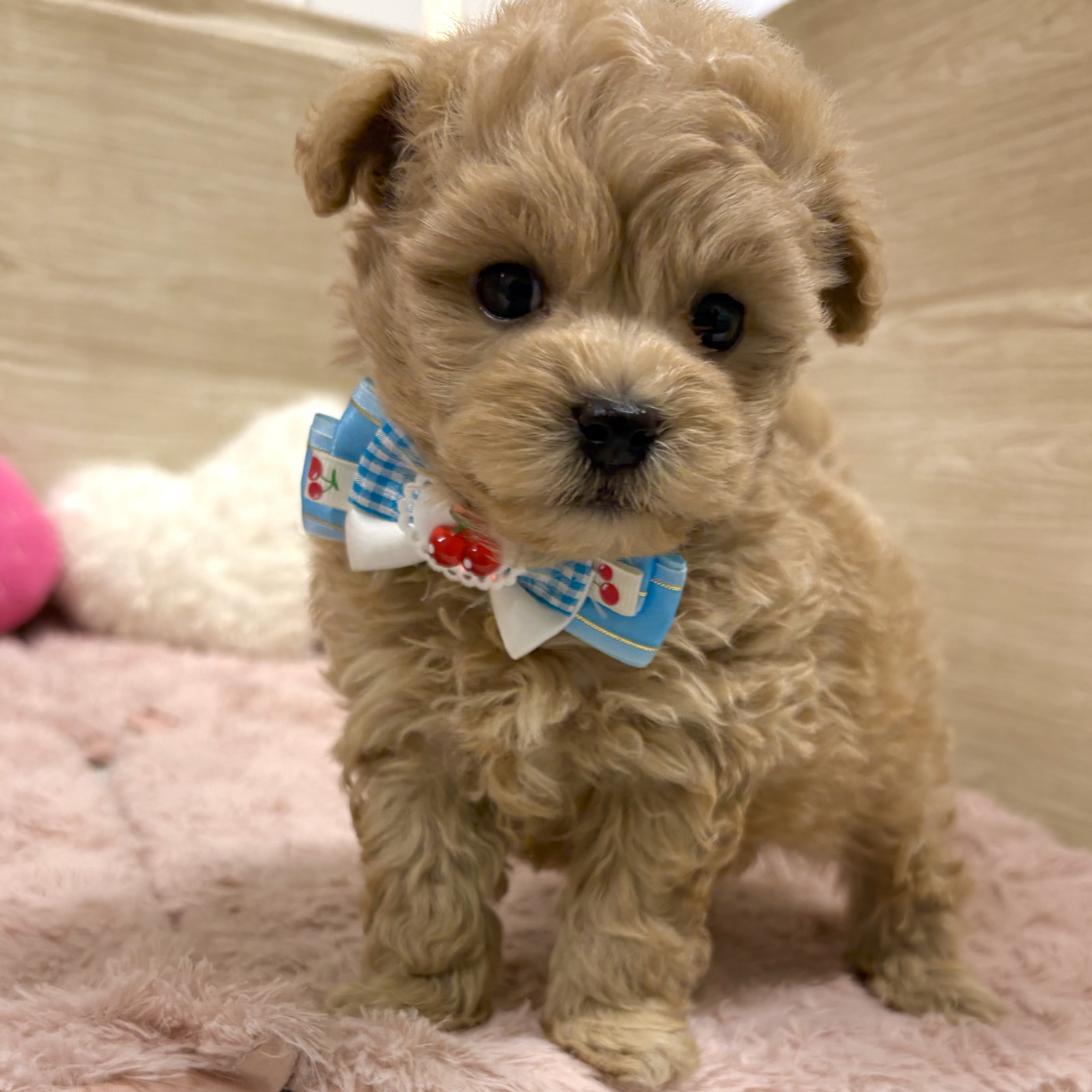 大阪府のマルプー(マルチーズ×プードル) (犬の家＆猫の里そよら東岸和田店/2026年2月21日生まれ/男の子/クリーム)の子犬の4枚目の画像