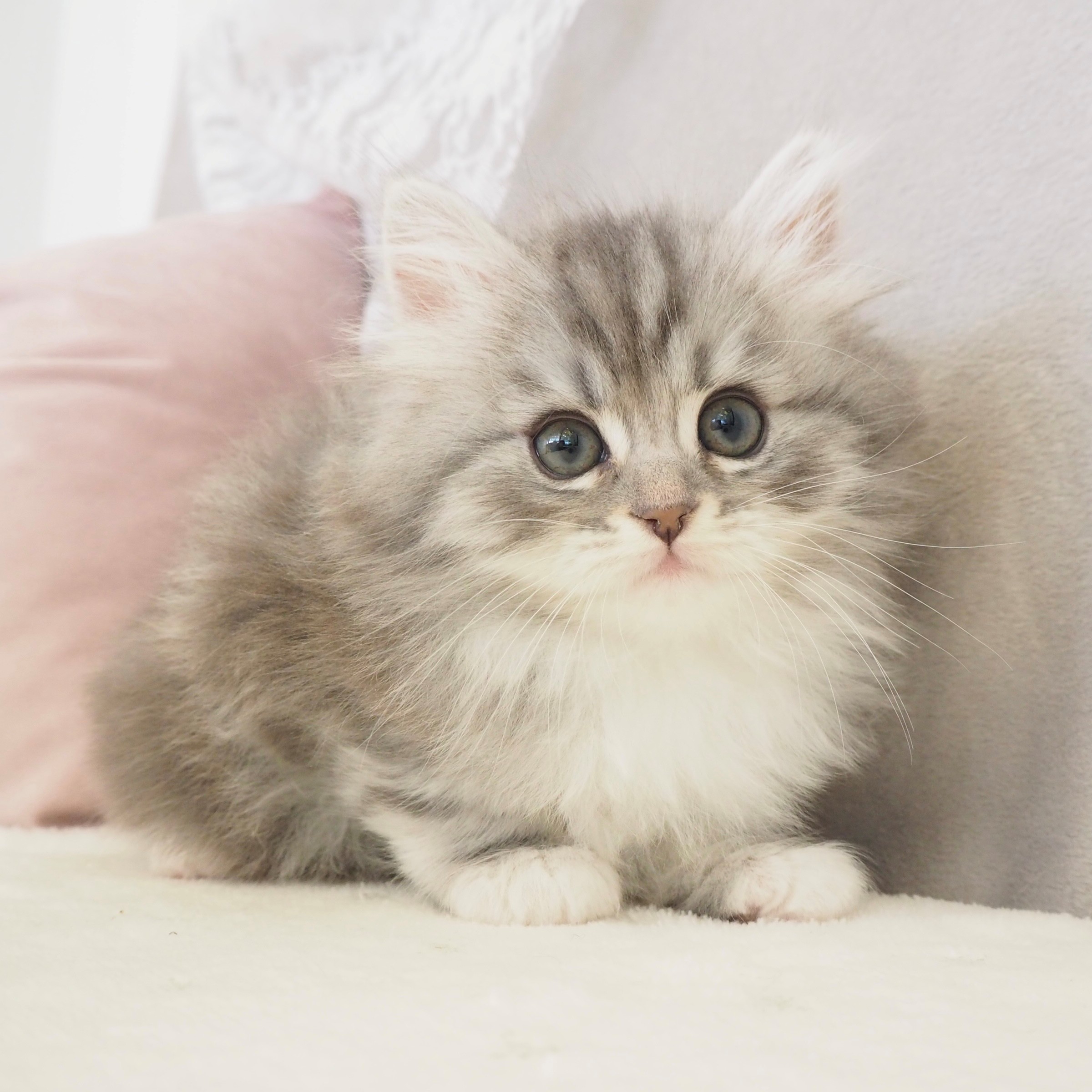 大阪府のミヌエット (犬の家＆猫の里もりのみやキューズモールBASE店/2026年2月22日生まれ/男の子/ブルークラシックタビーホワイト)の子猫の1枚目の画像