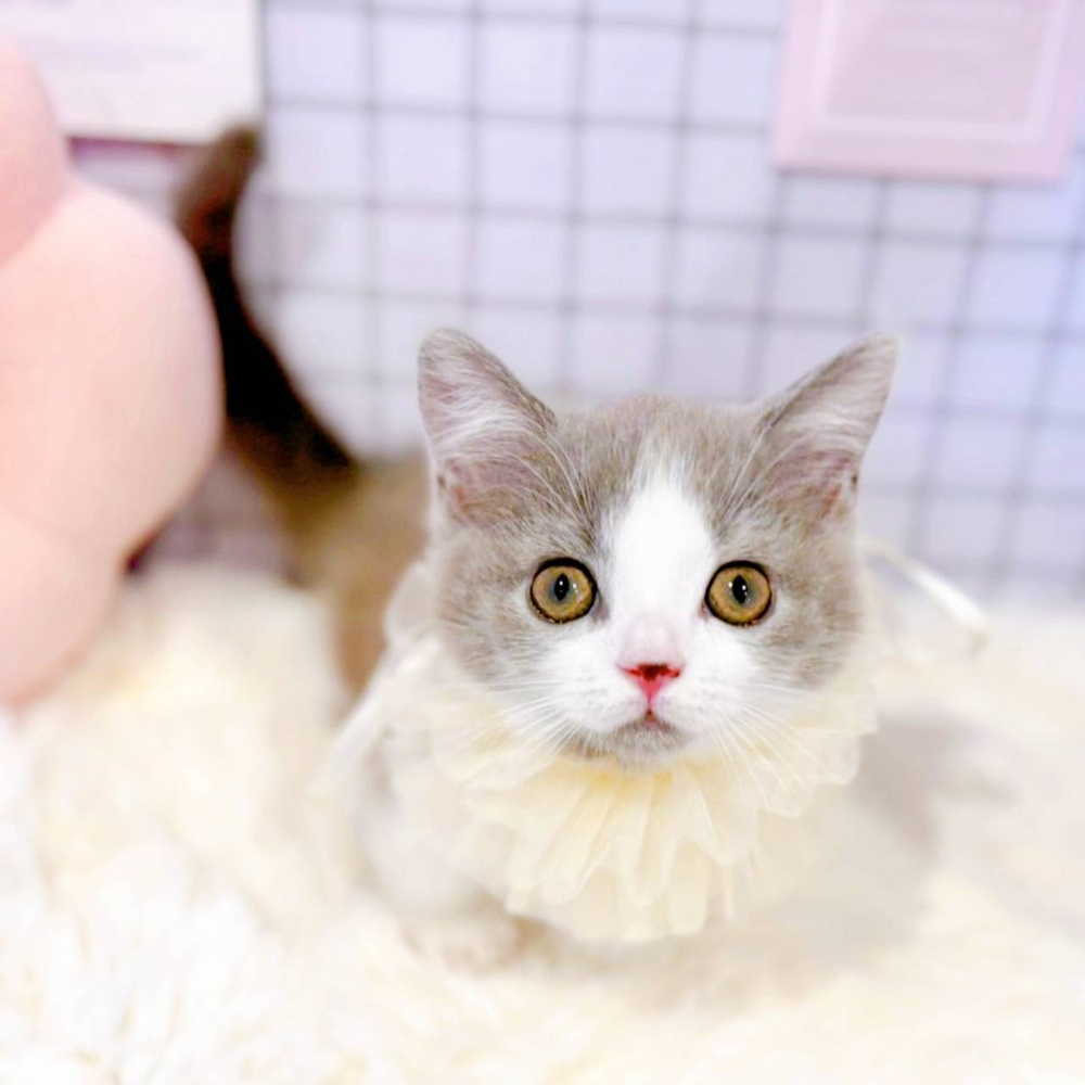 福井県のマンチカン (犬の家＆猫の里福井店/2026年2月6日生まれ/女の子/ブルーホワイト)の子猫の4枚目の画像